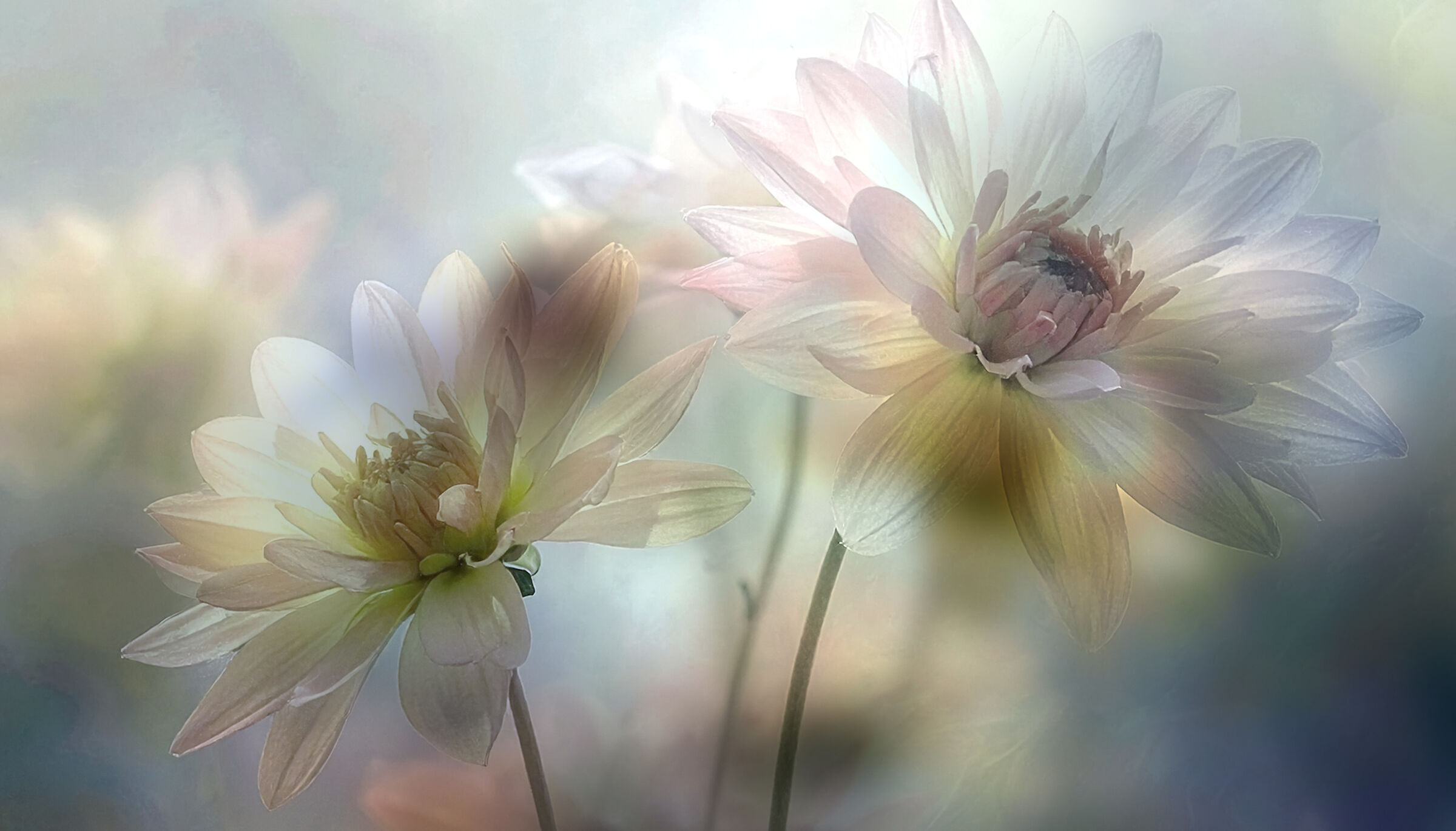 crisantemi, i fiori del ricordo