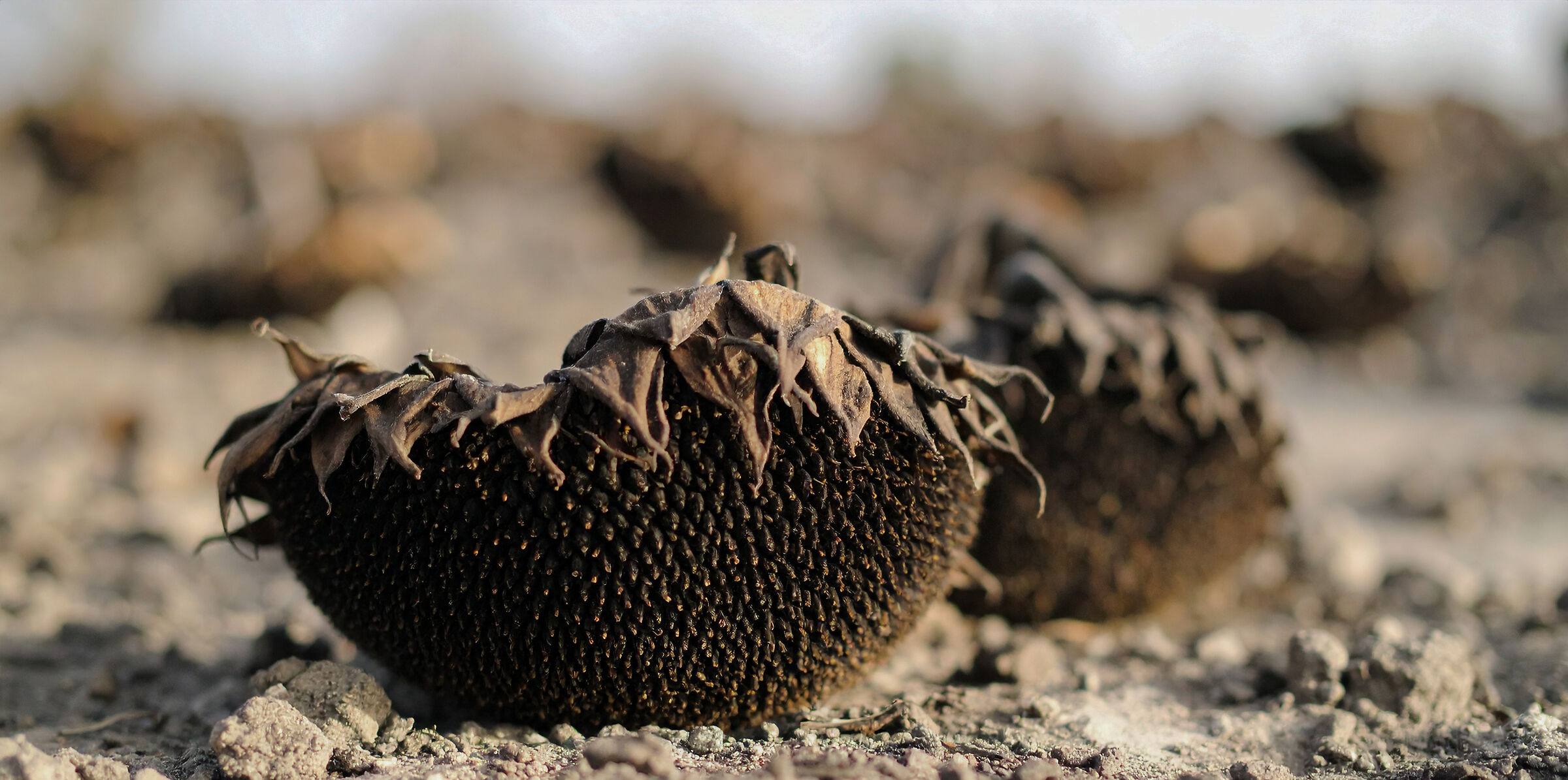 Nel silenzio poetico della natura il girasole si ritira