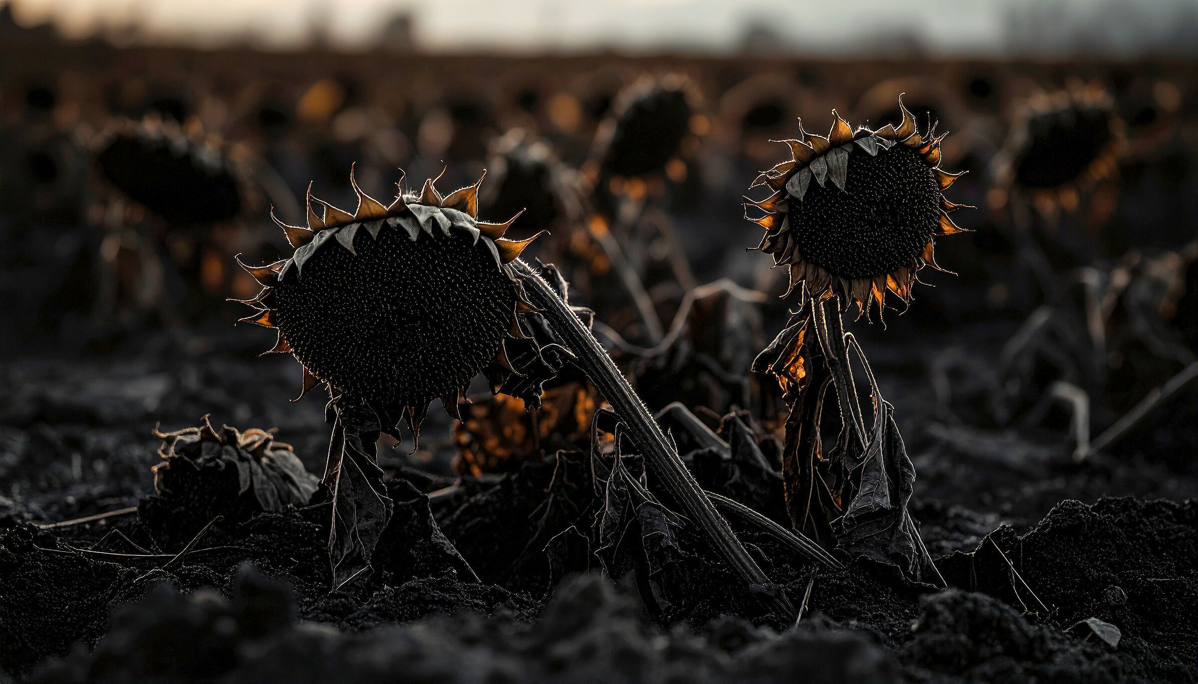 Nel silenzio poetico della natura il girasole si ritira