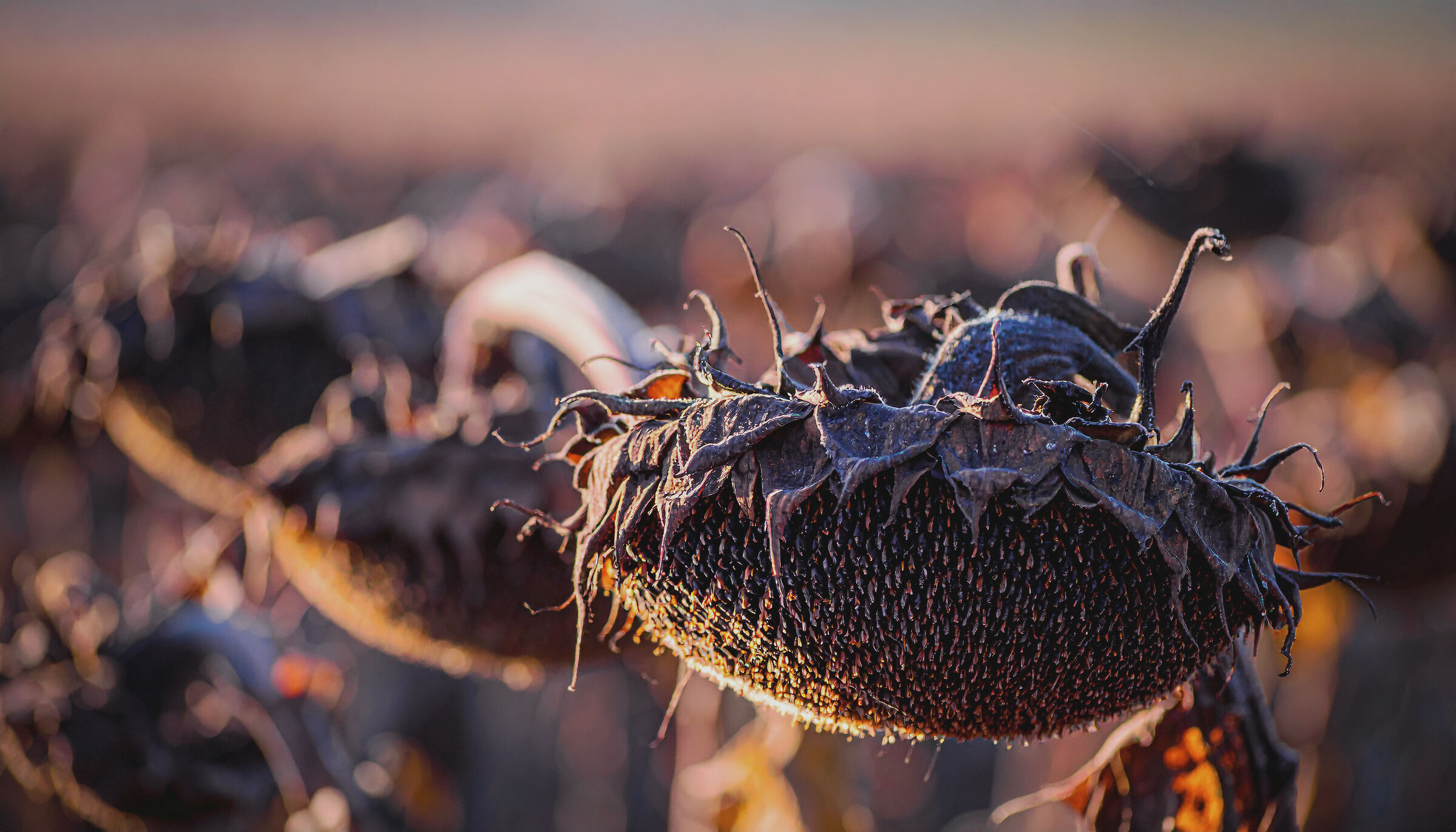 Nel silenzio poetico della natura il girasole si ritira