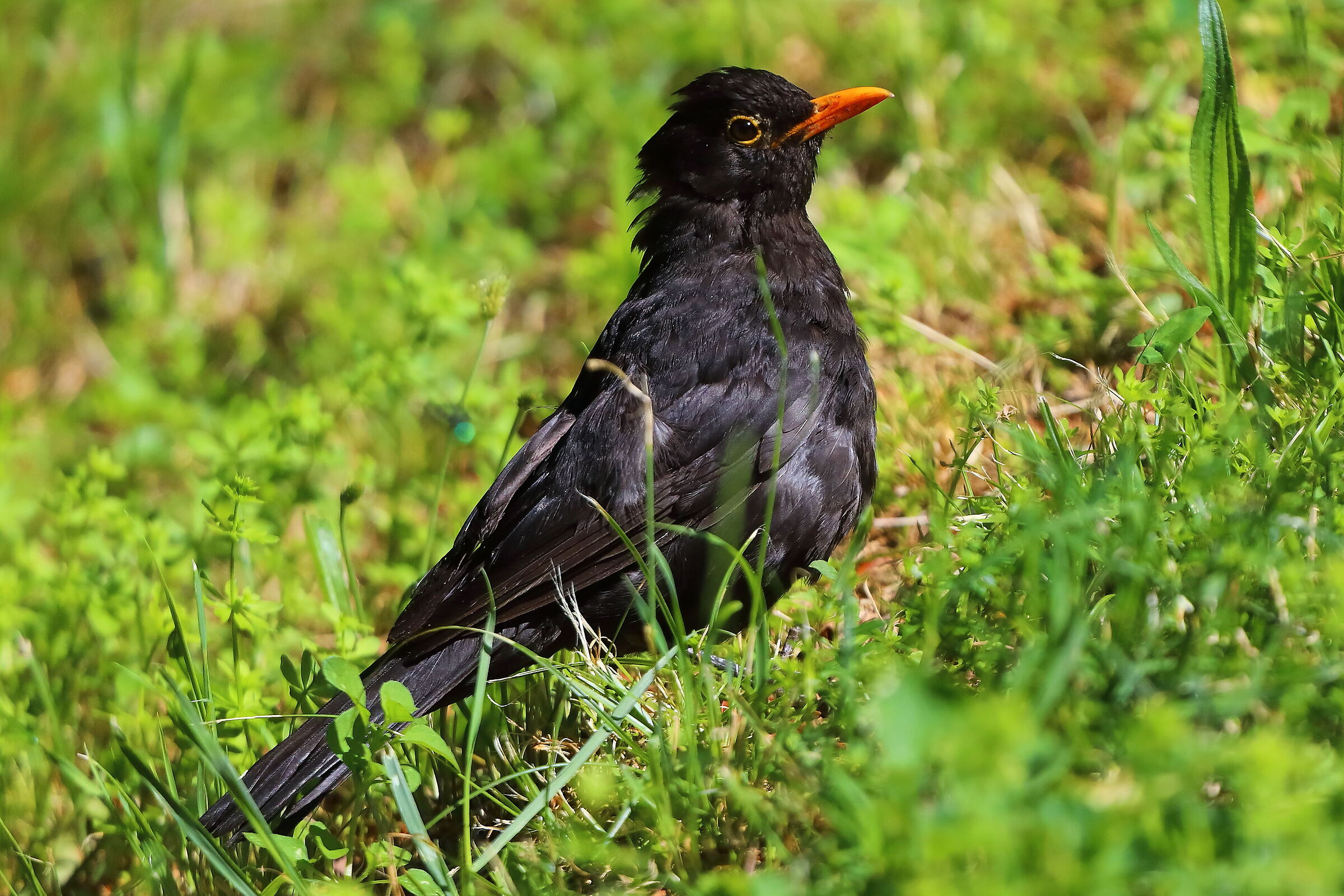 Merlo M 10 luglio 2025 - 0236
