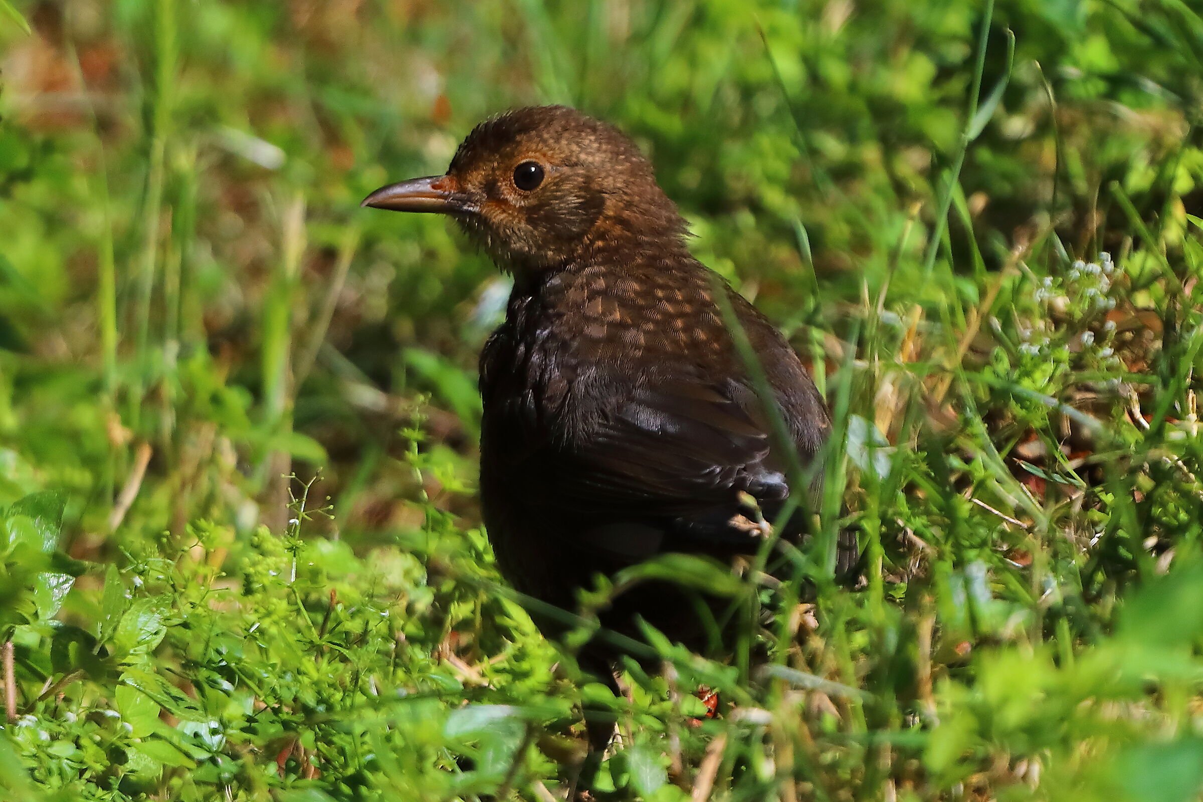 Merlo F 10 luglio 2025 - 0245