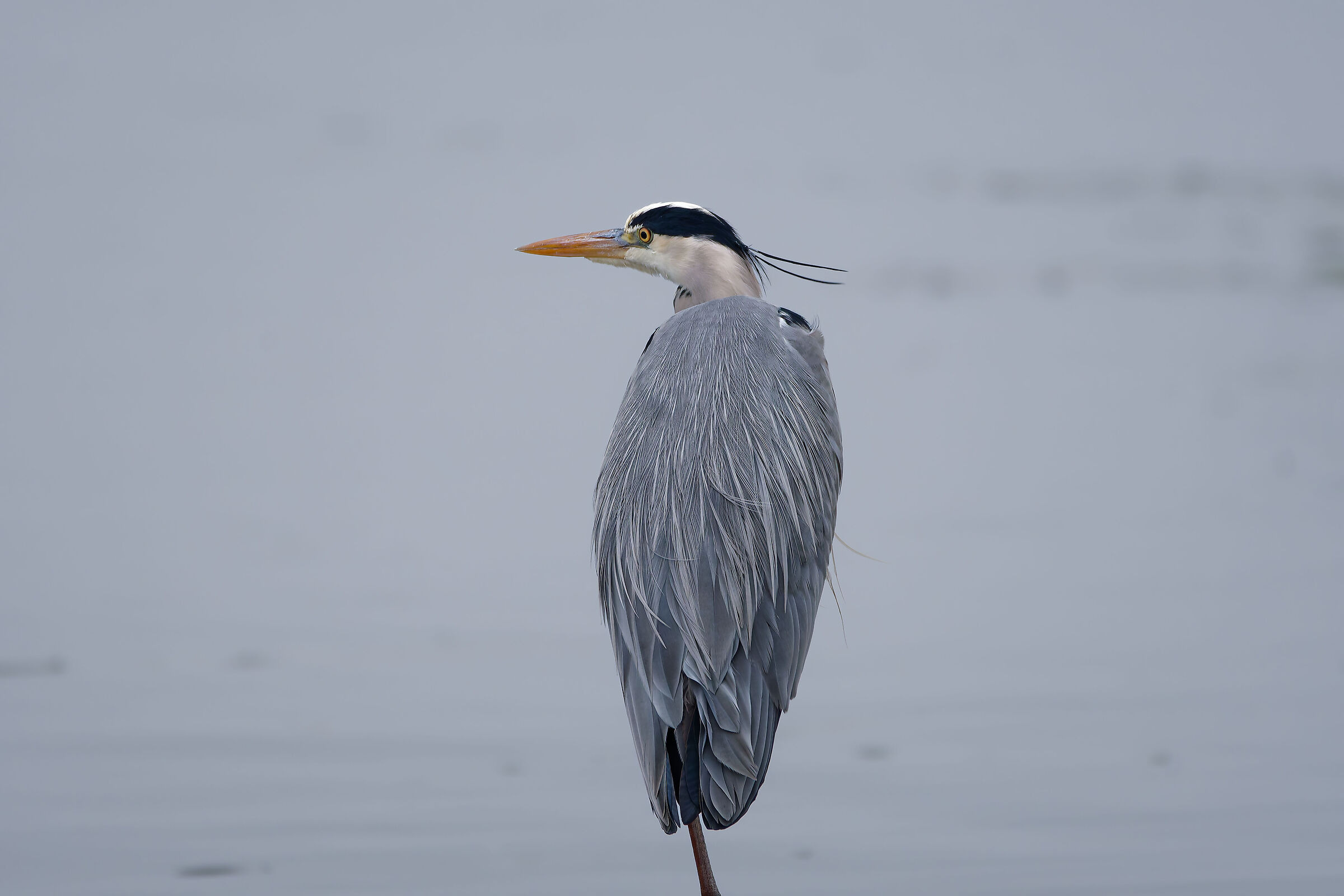 Héron cendré - Lac de Vesoul