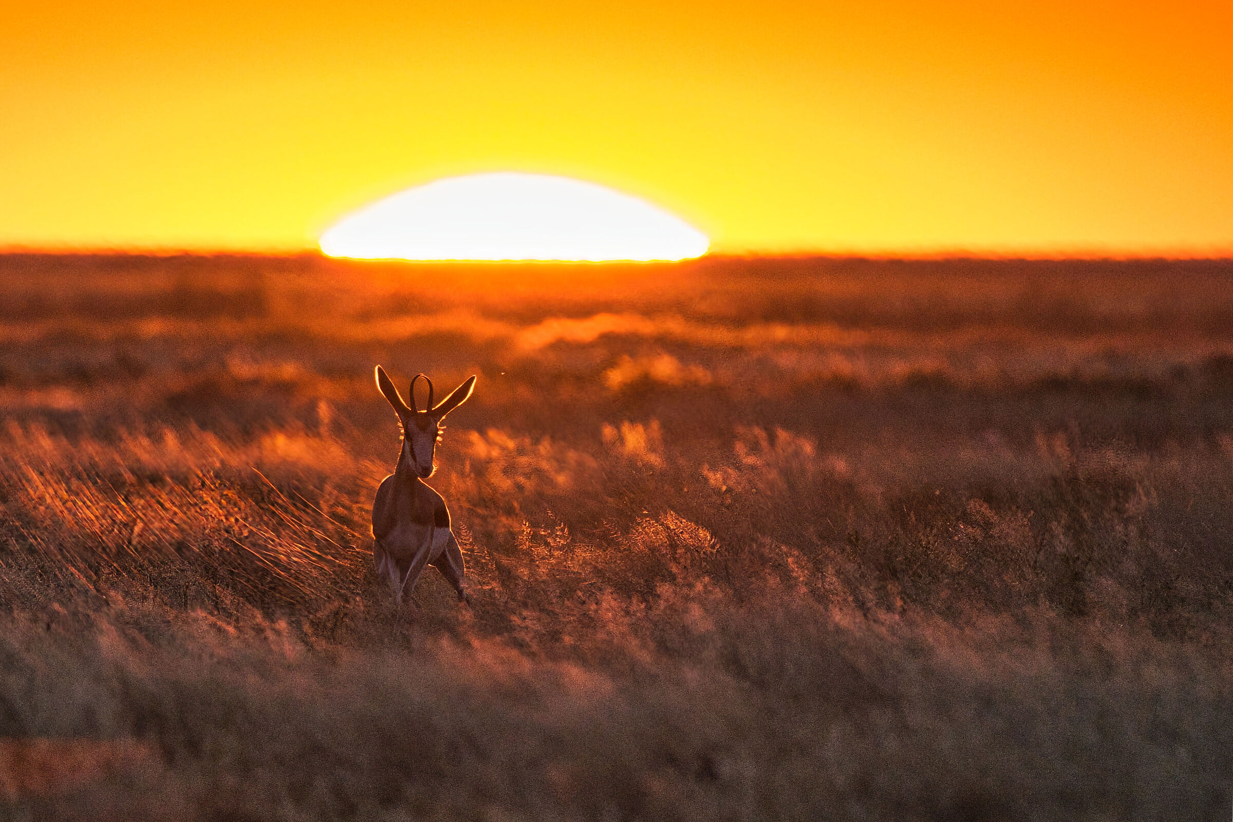 Tramonto Etosha