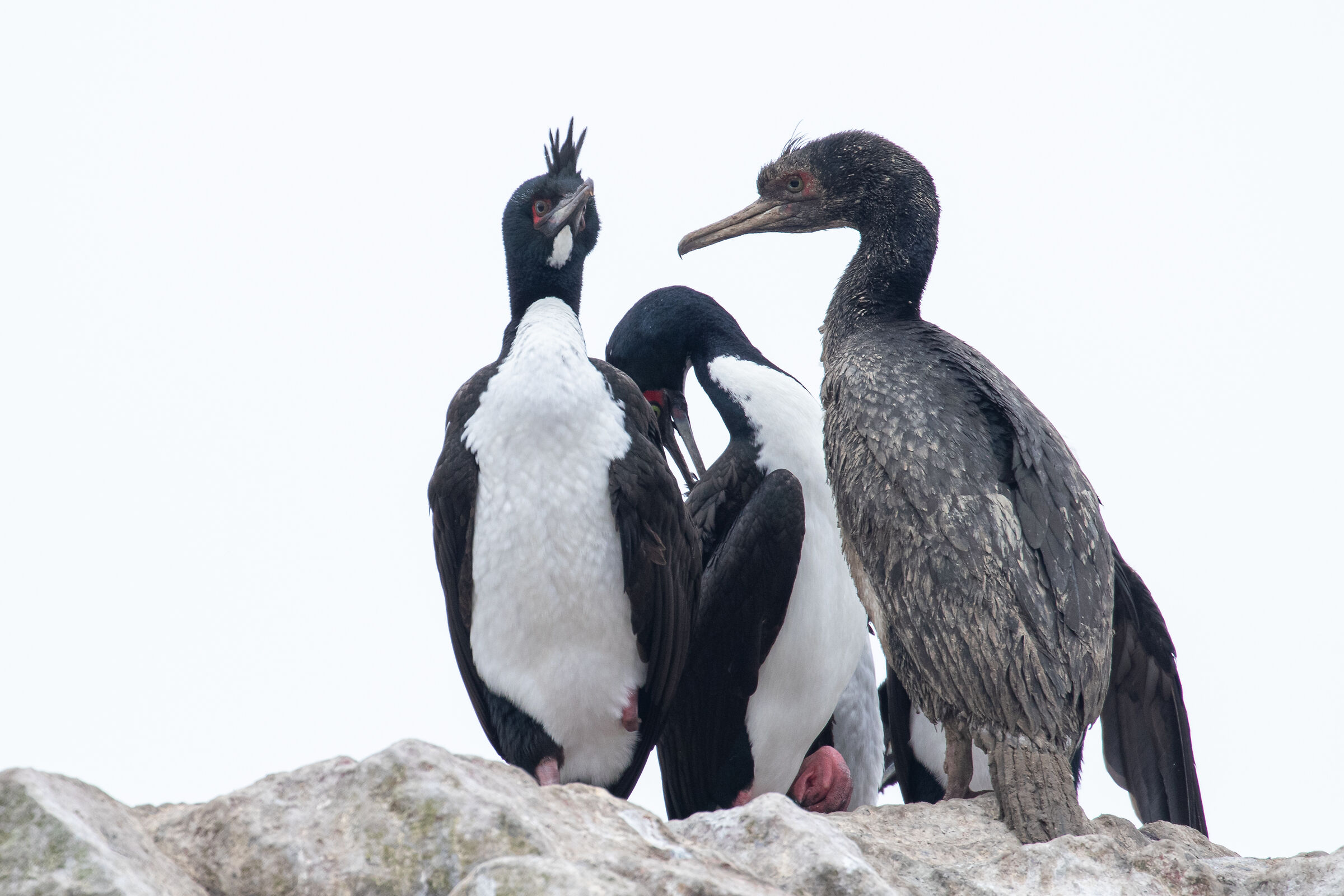 Guano Cormorants