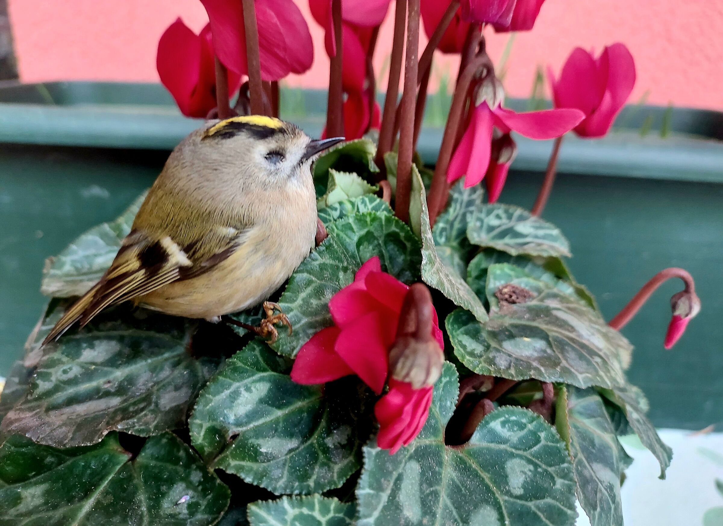 Regolo.....salvato dopo scontro sul vetro