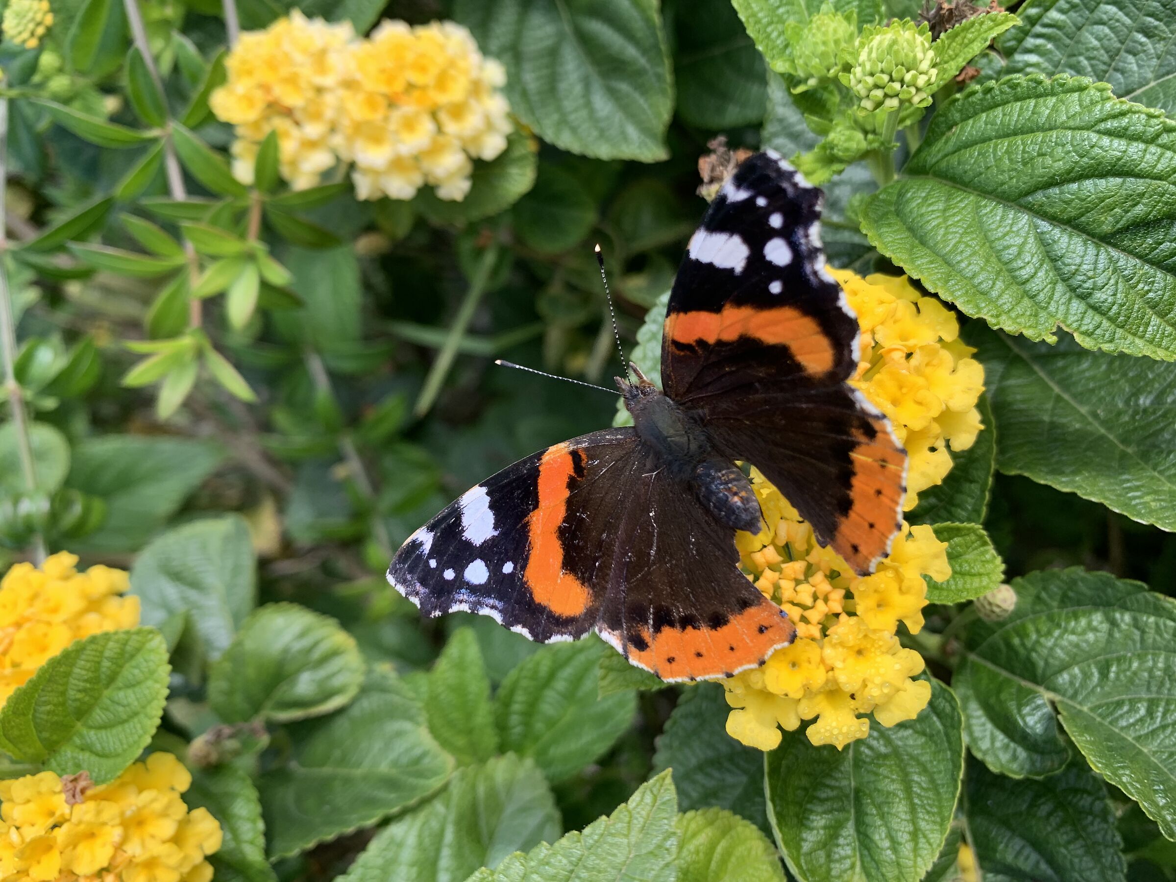 Vanessa atalanta / Red Admiral Butterfly