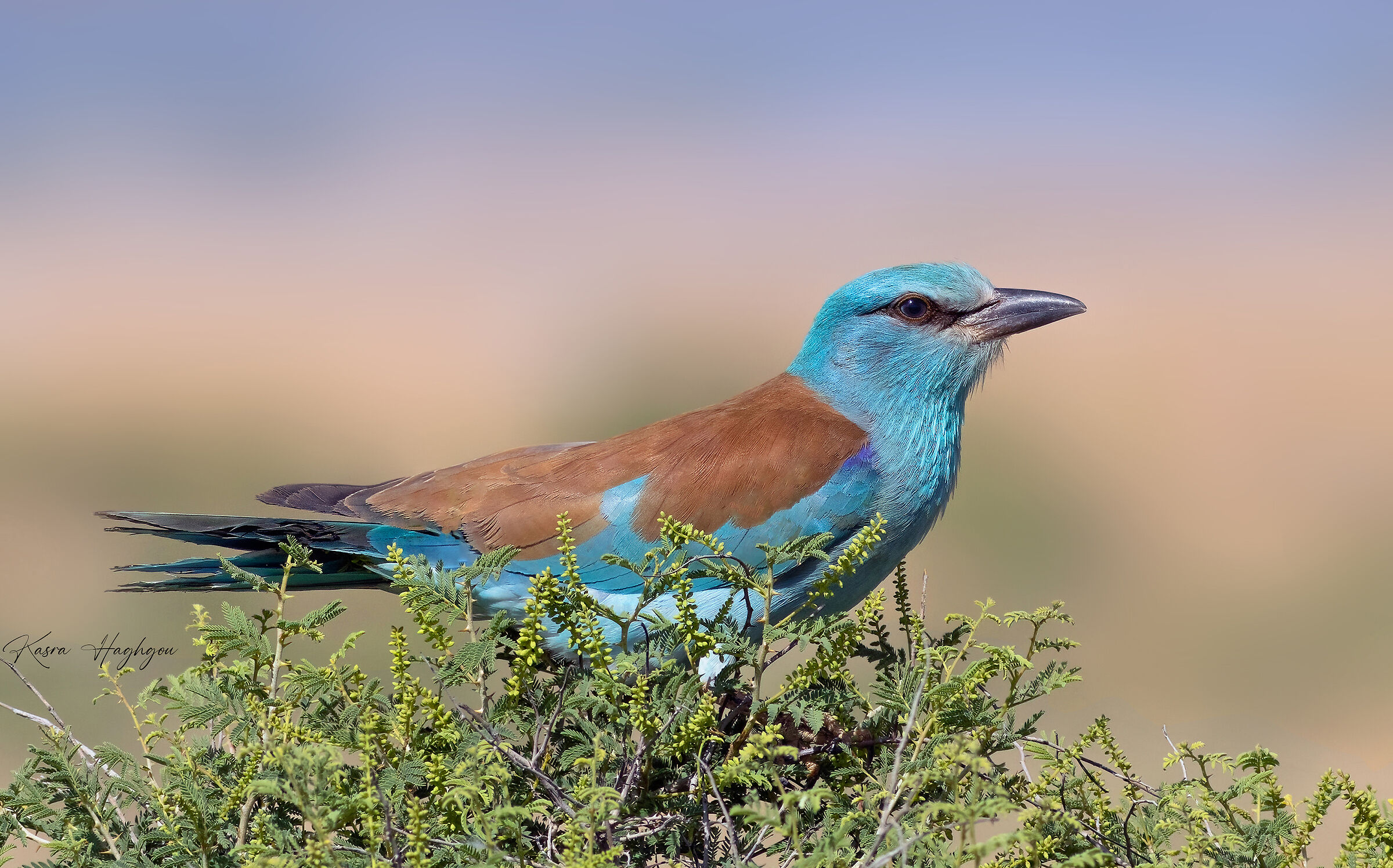 European roller