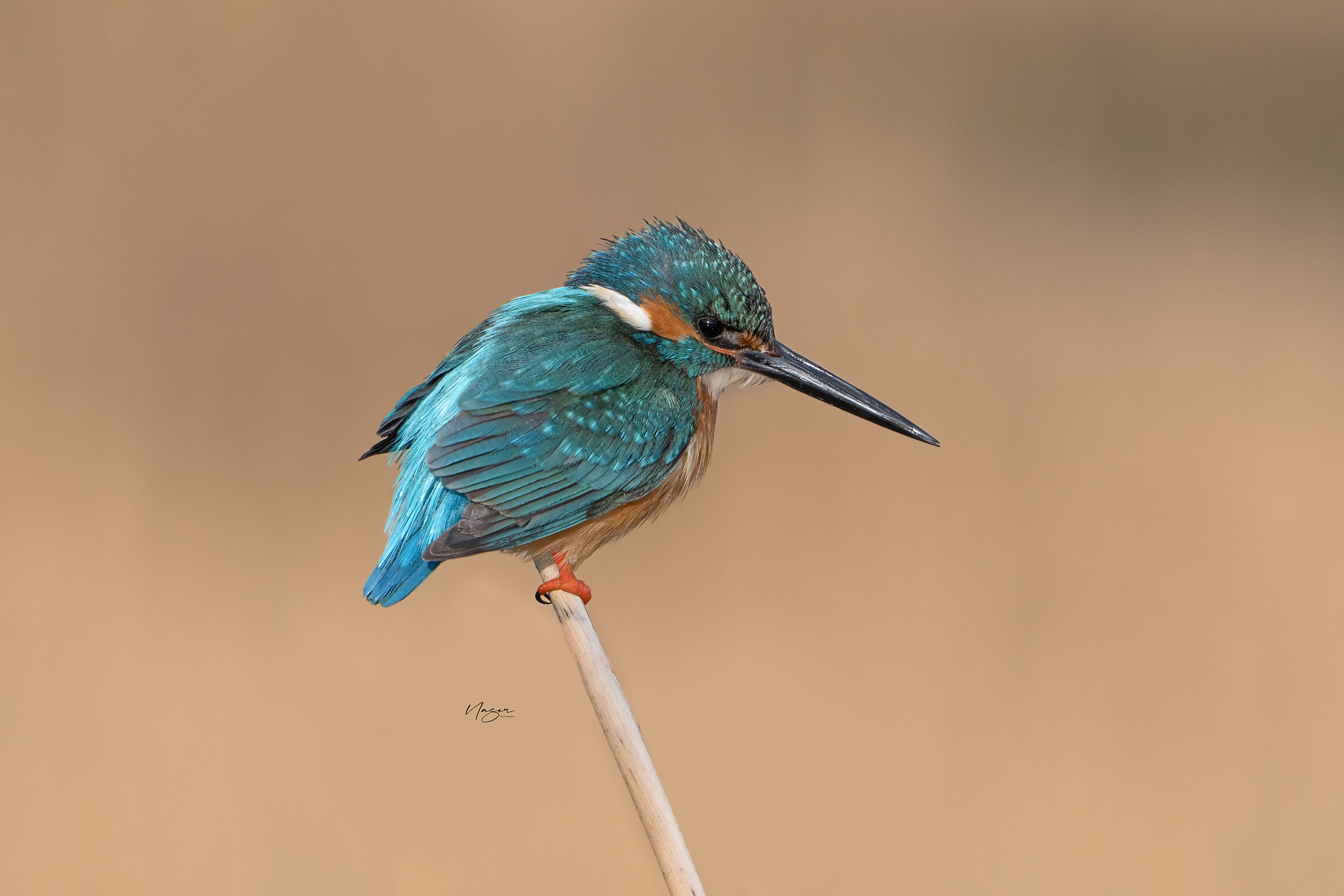 Kingfisher