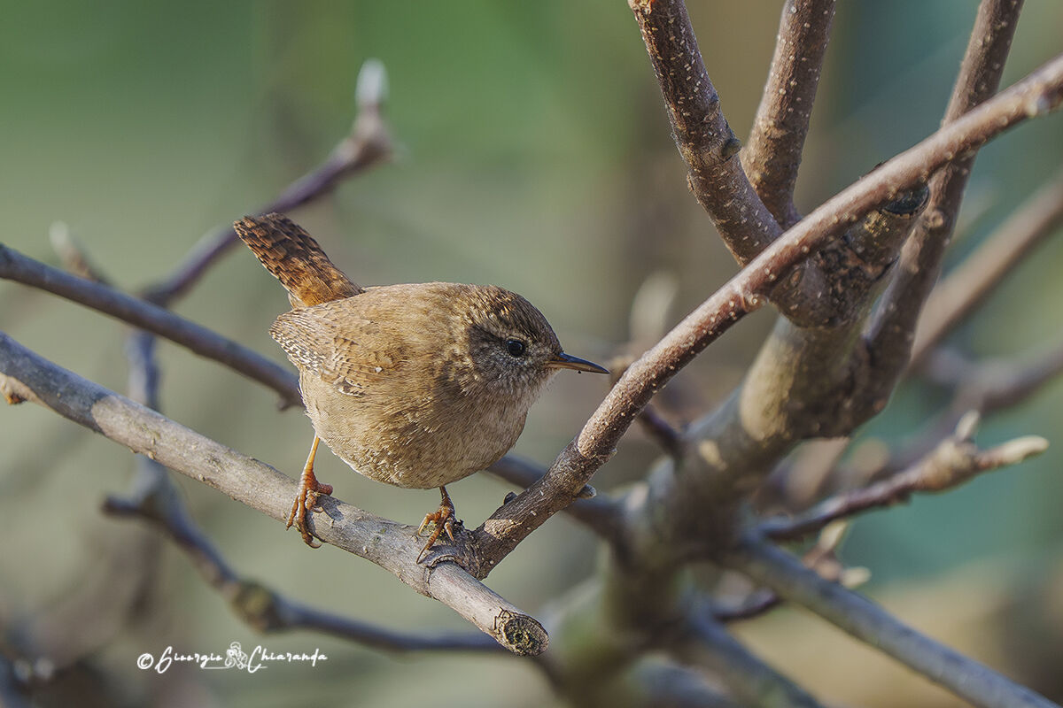 Common Wren (Troglodytes troglodytes)
