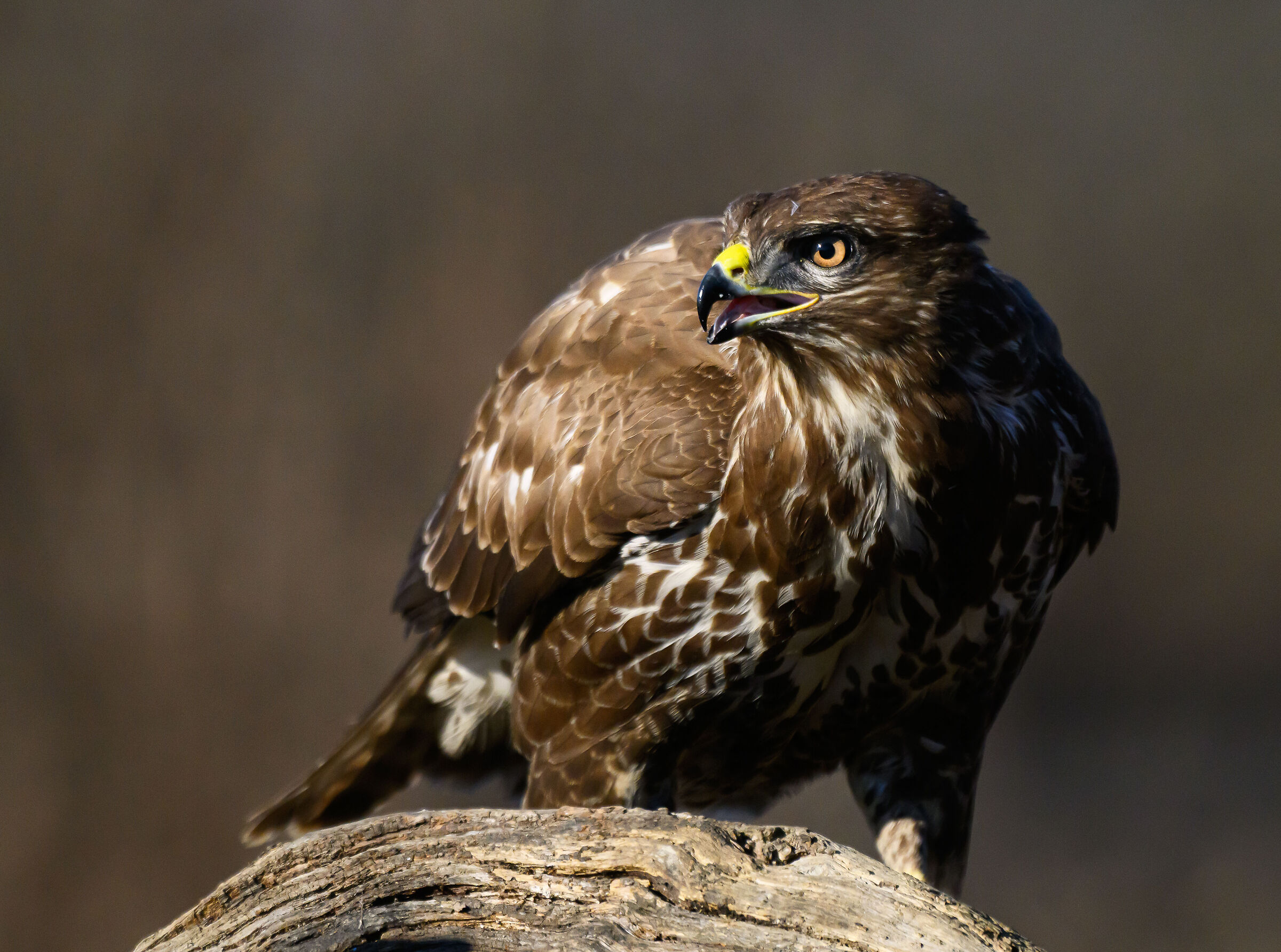 Buzzard2
