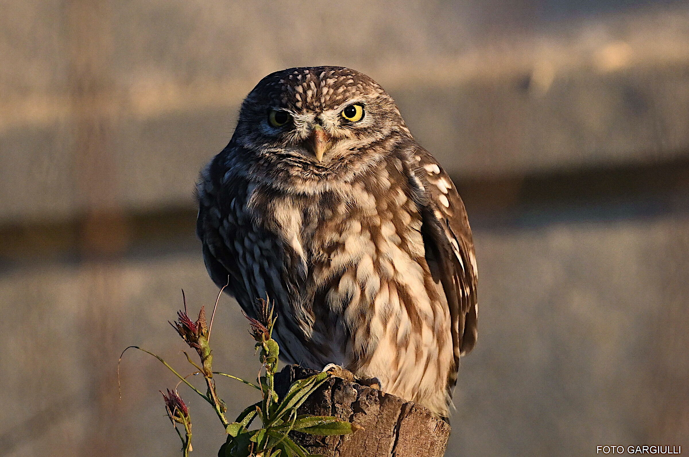 Owl
