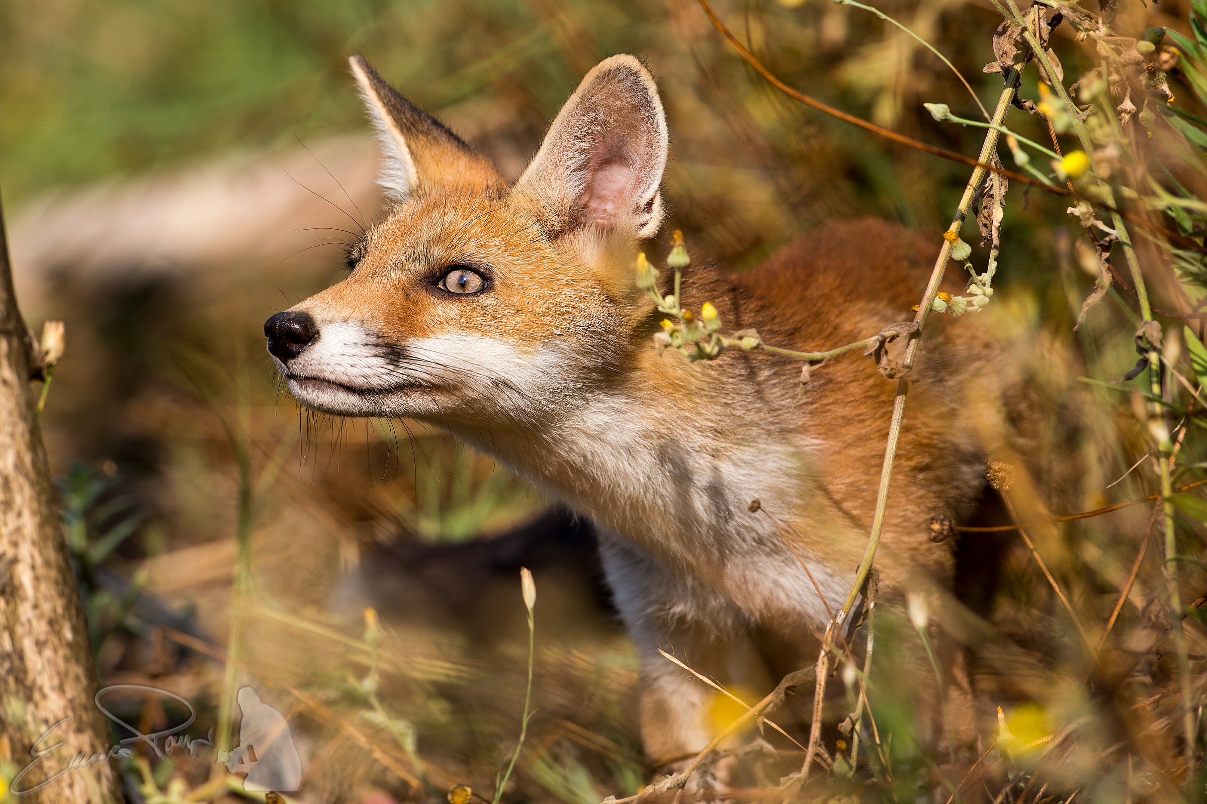 an unexpected meeting