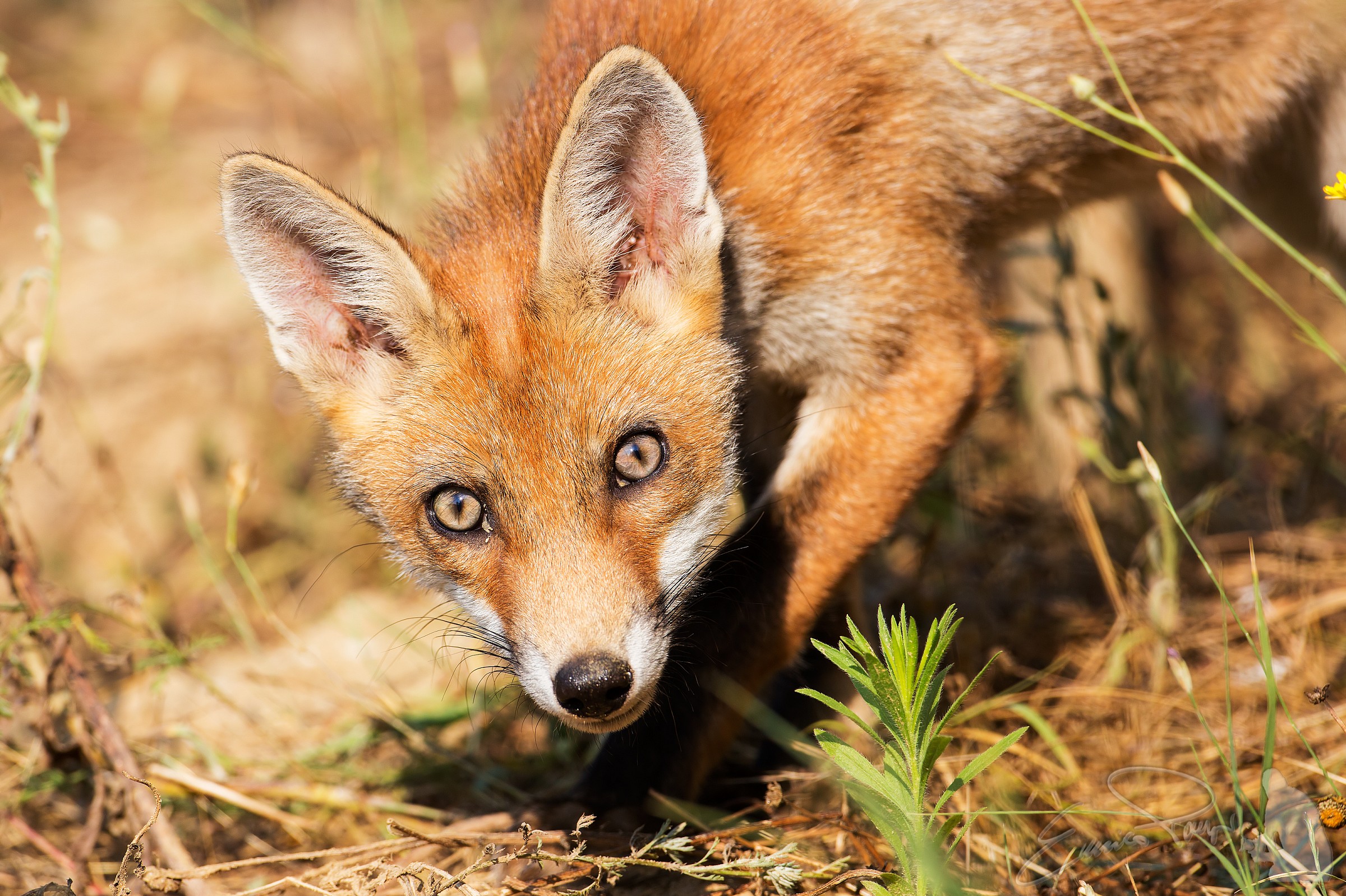 un'inaspettato incontro