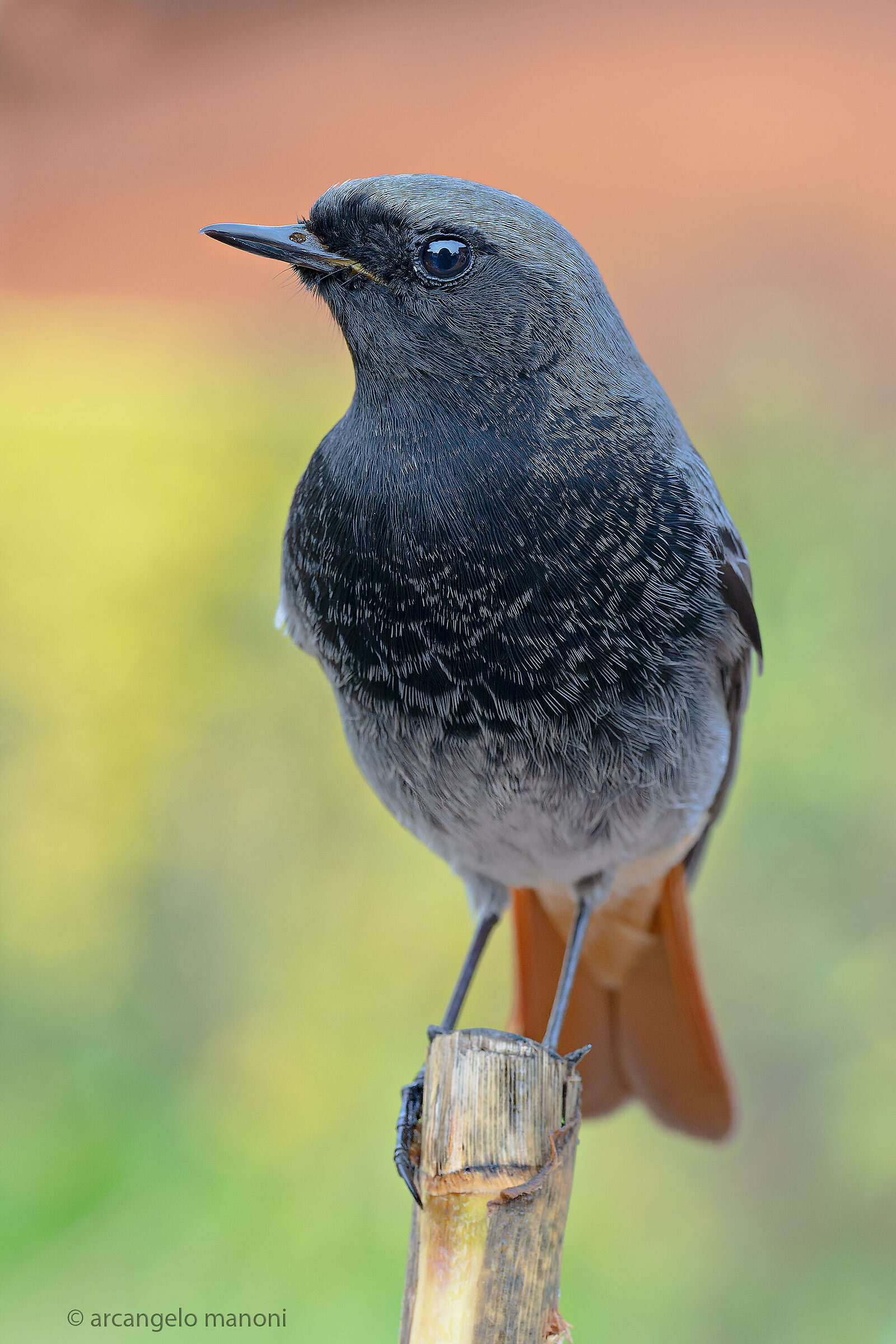 Ritratto al codirosso s. maschio