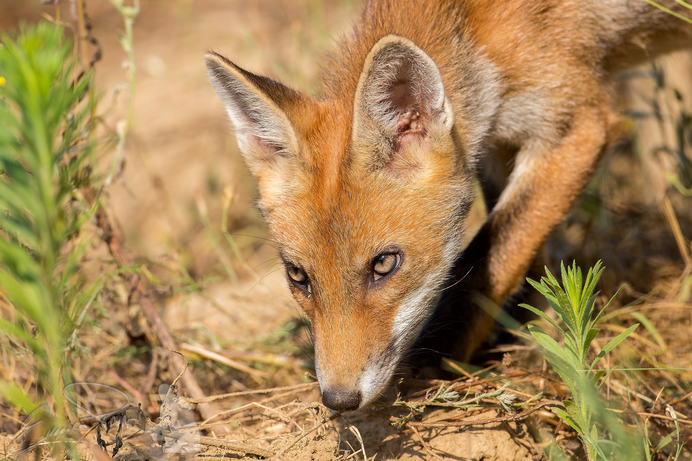 an unexpected meeting