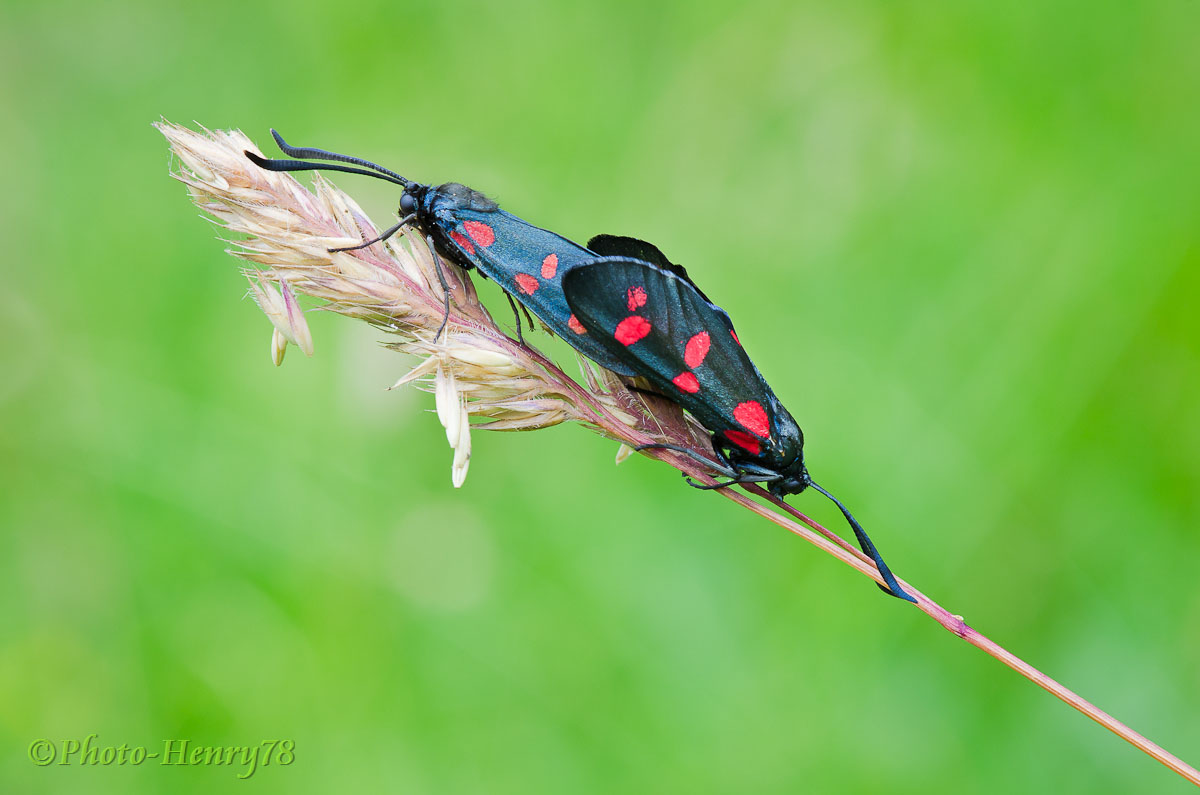 Zygaena filipendulae