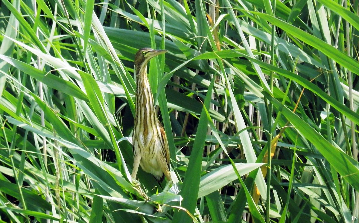 (crop)segue tarabusino