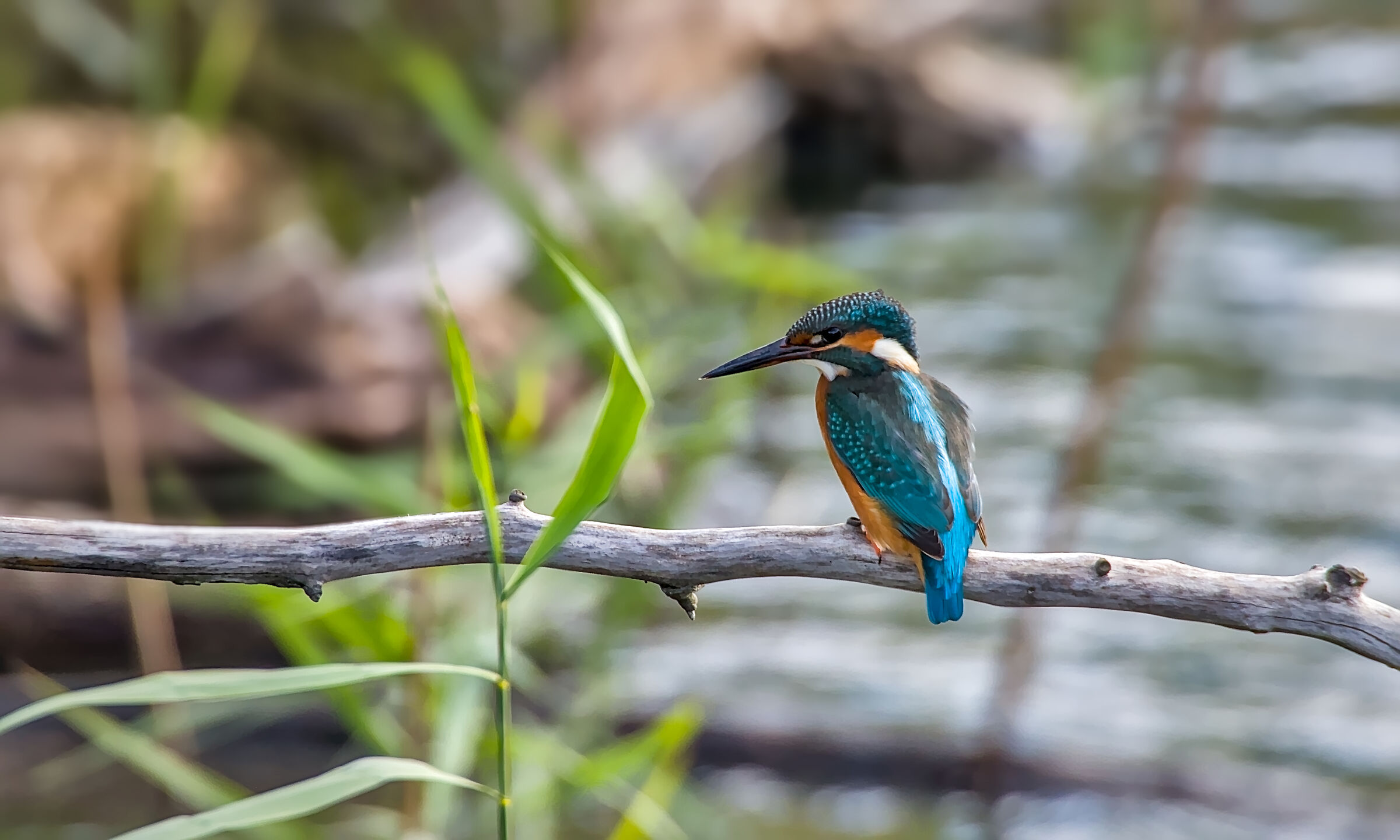 Kingfisher