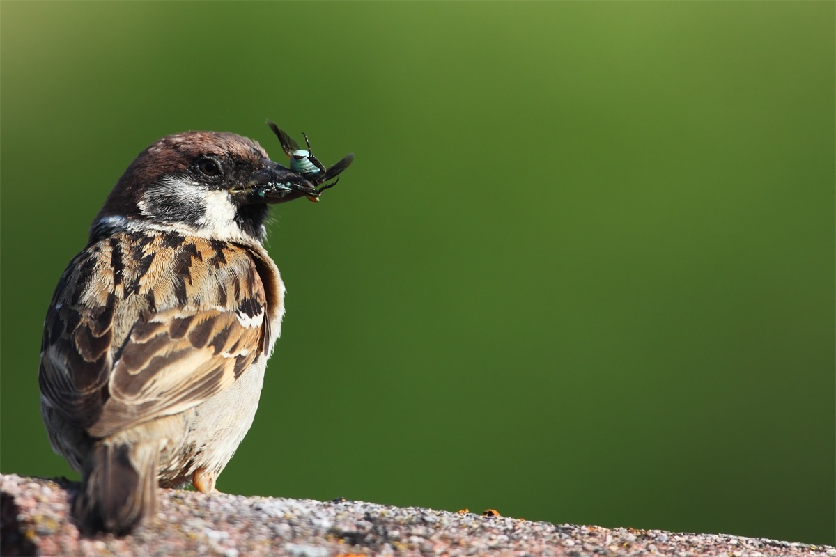 Piccolo predatore con piccola preda!