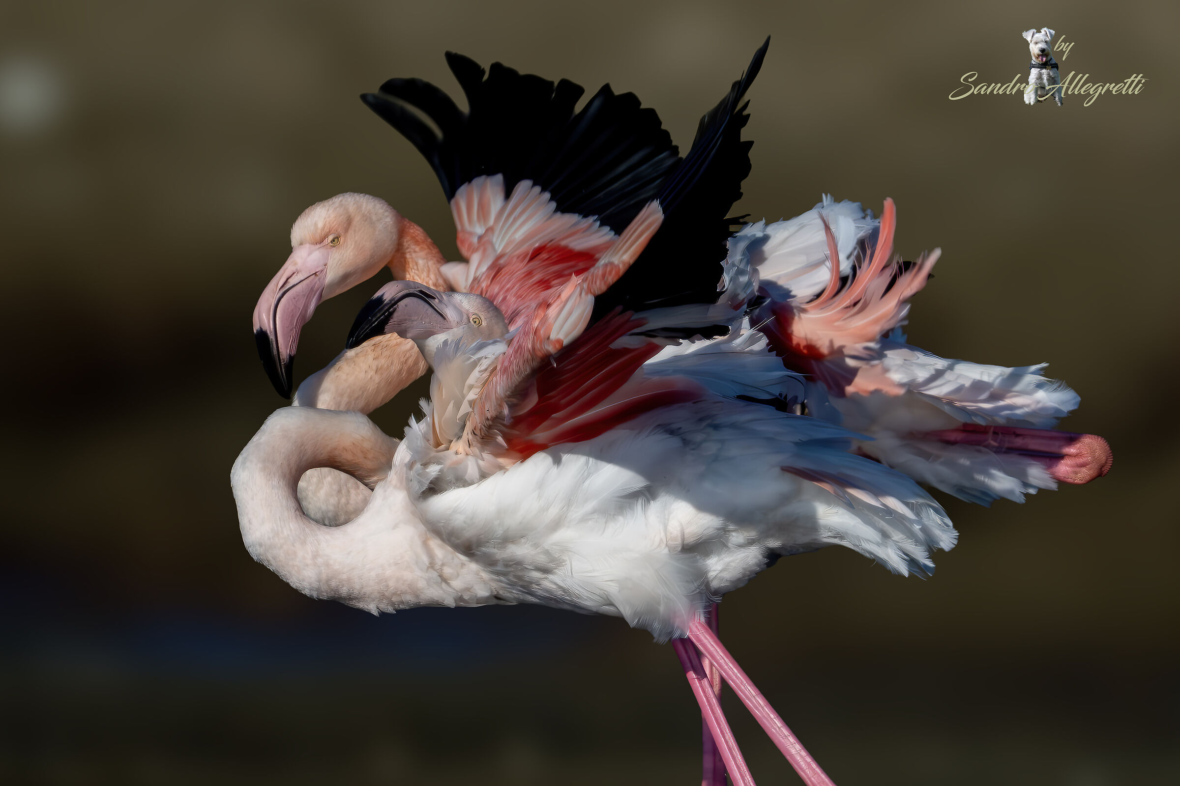 greater flamingo (Phoenicopterus roseus)