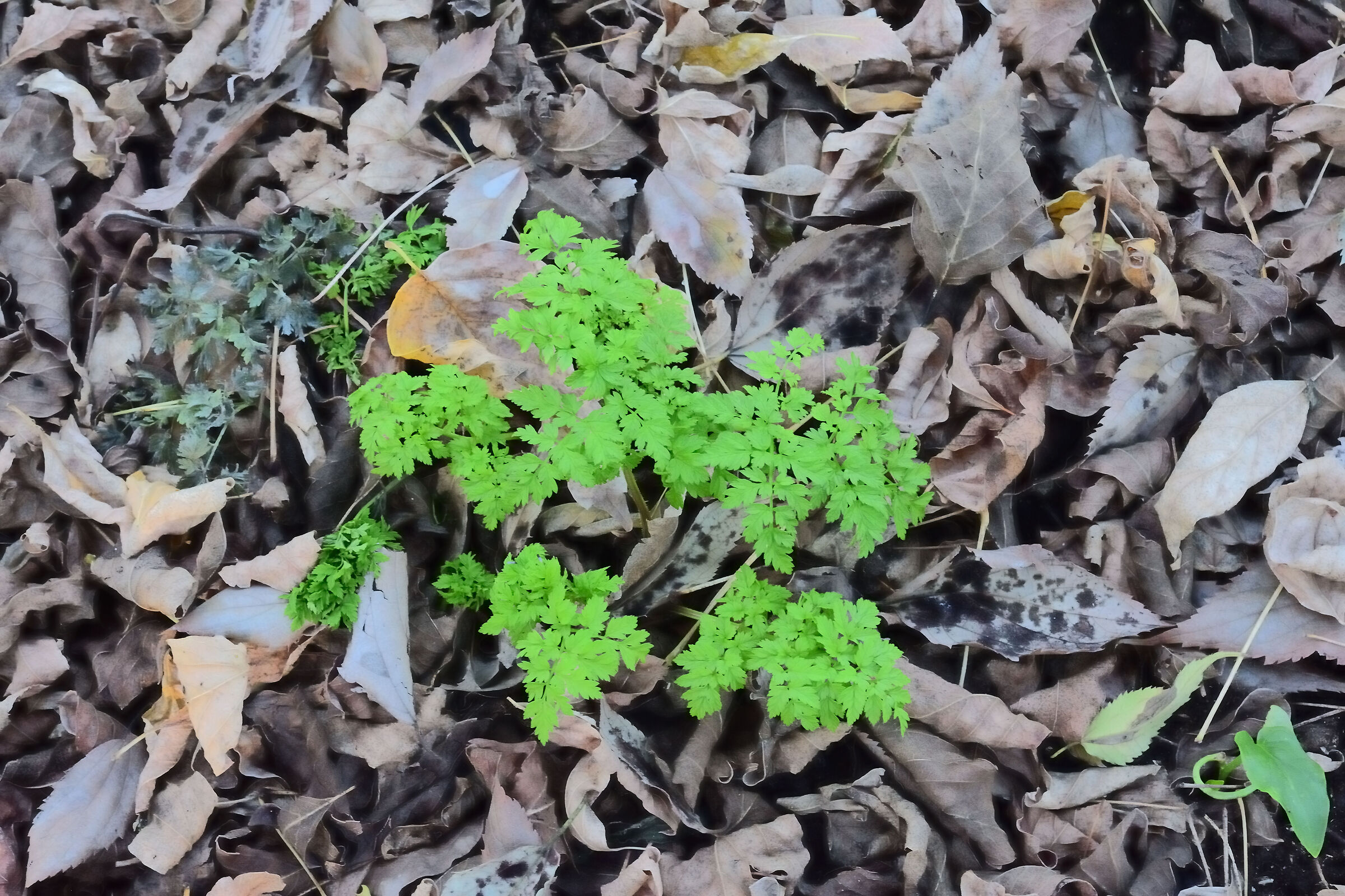 GREEN