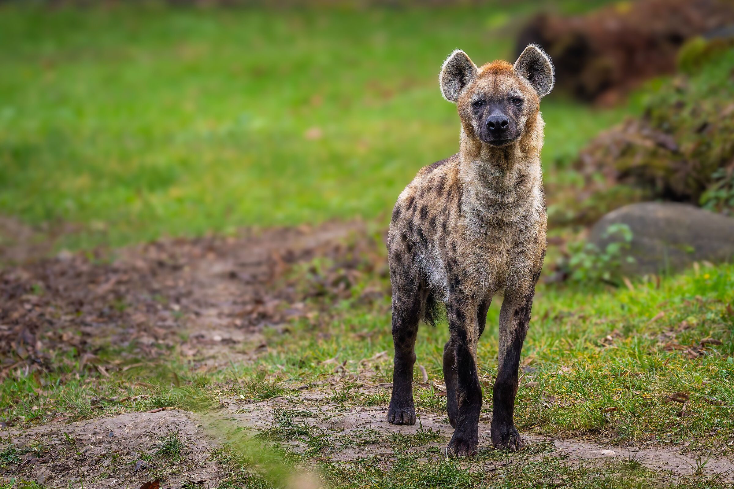 Hyena