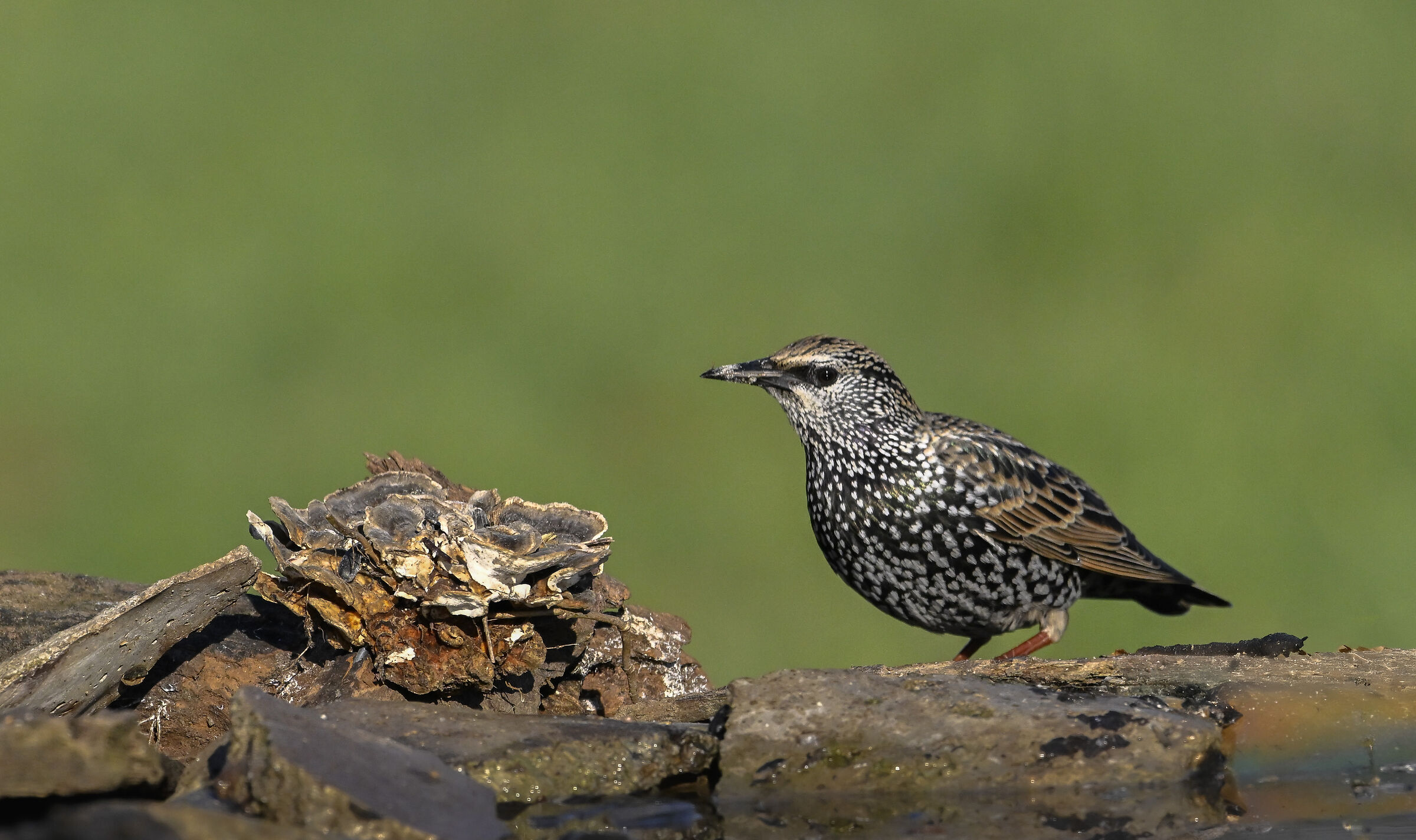 Starling