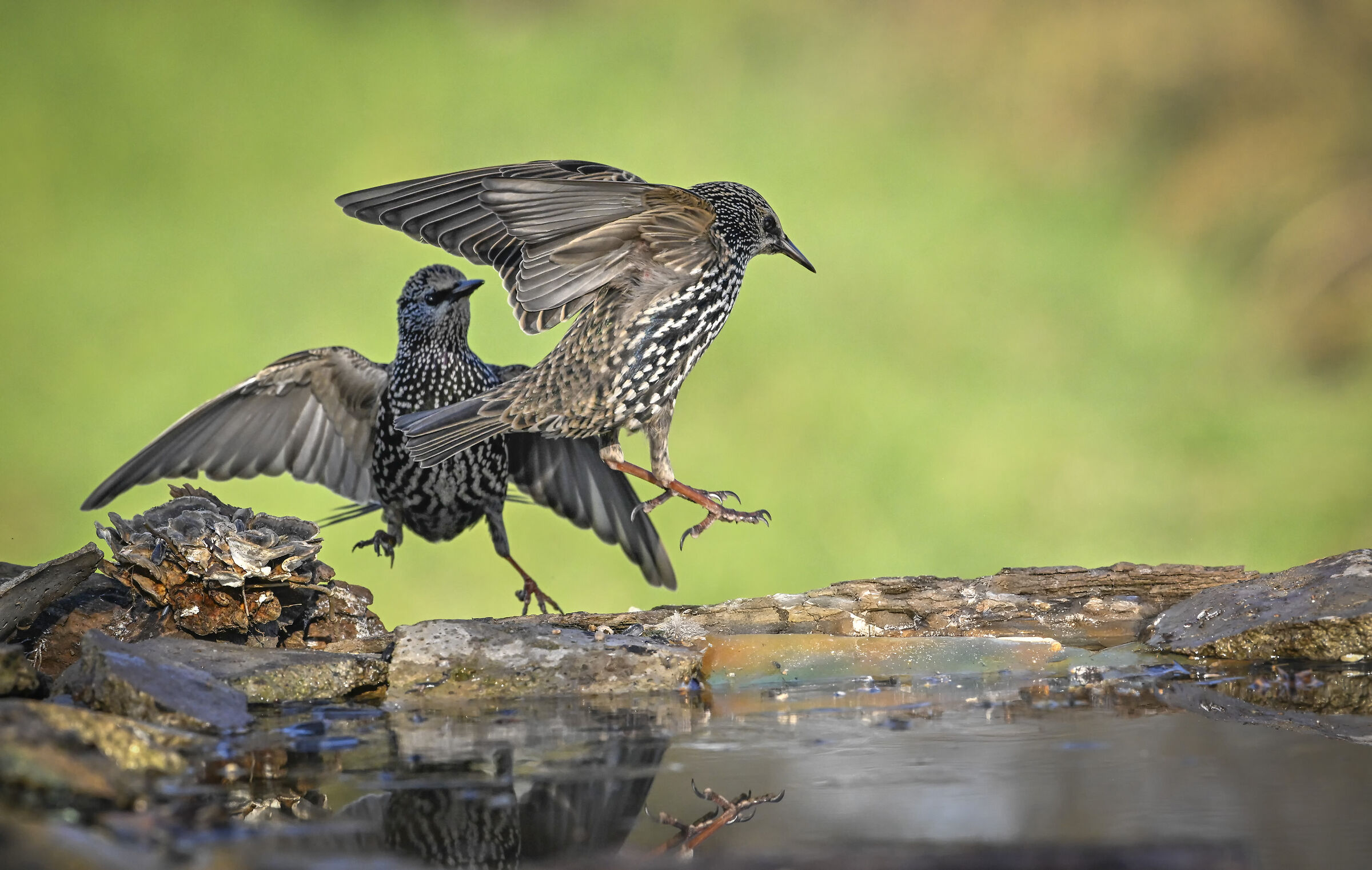 Starlings