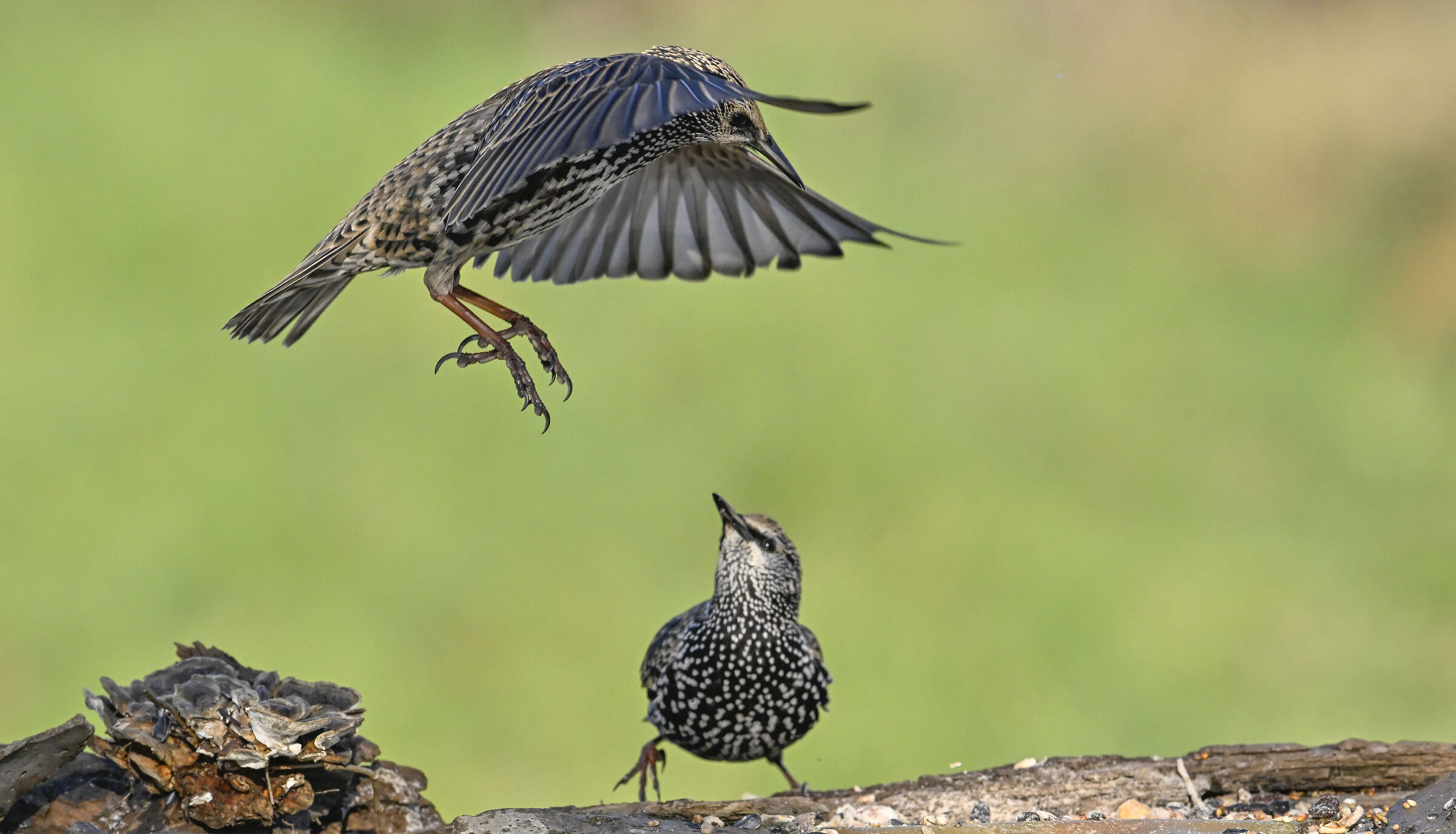Starlings