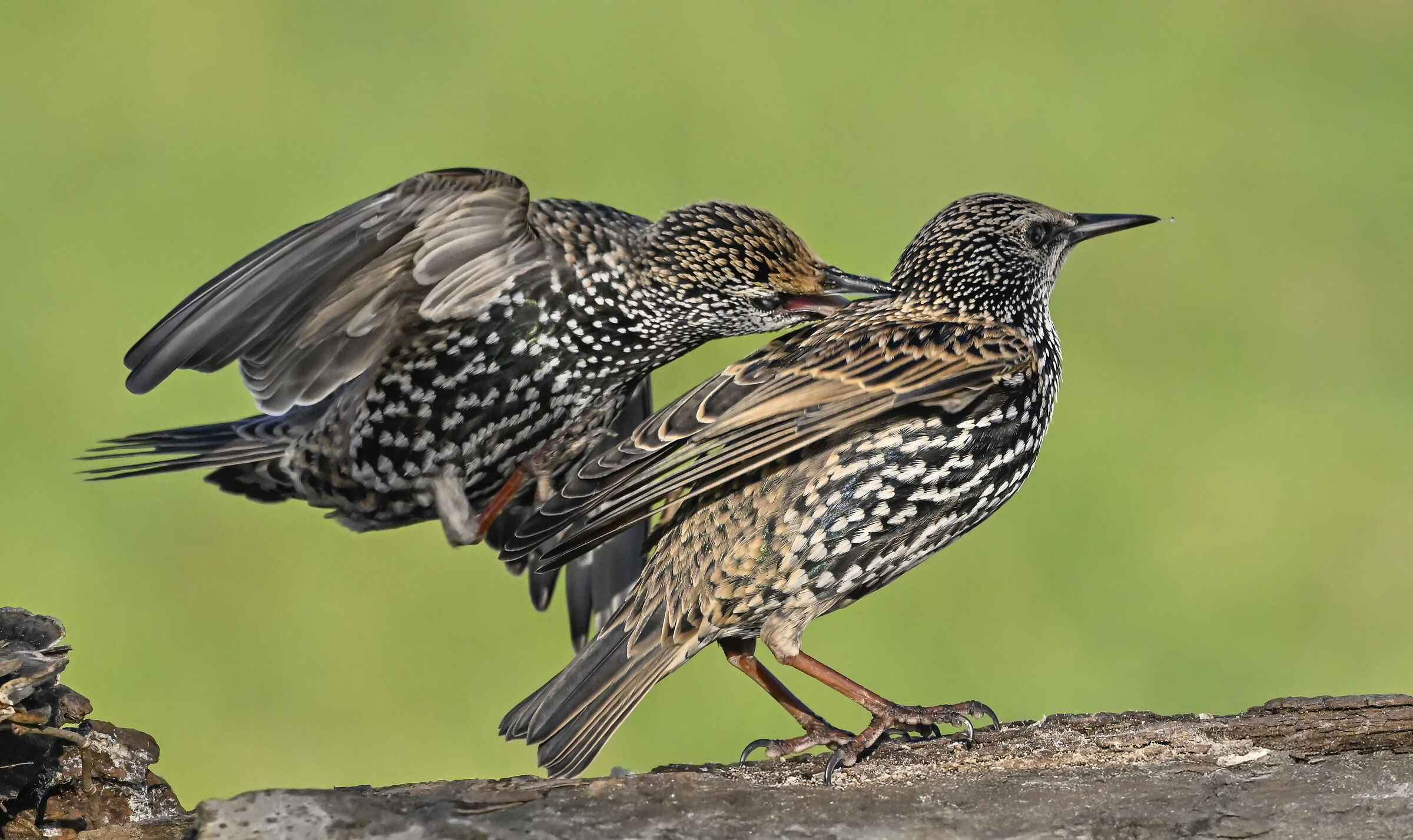 Starling