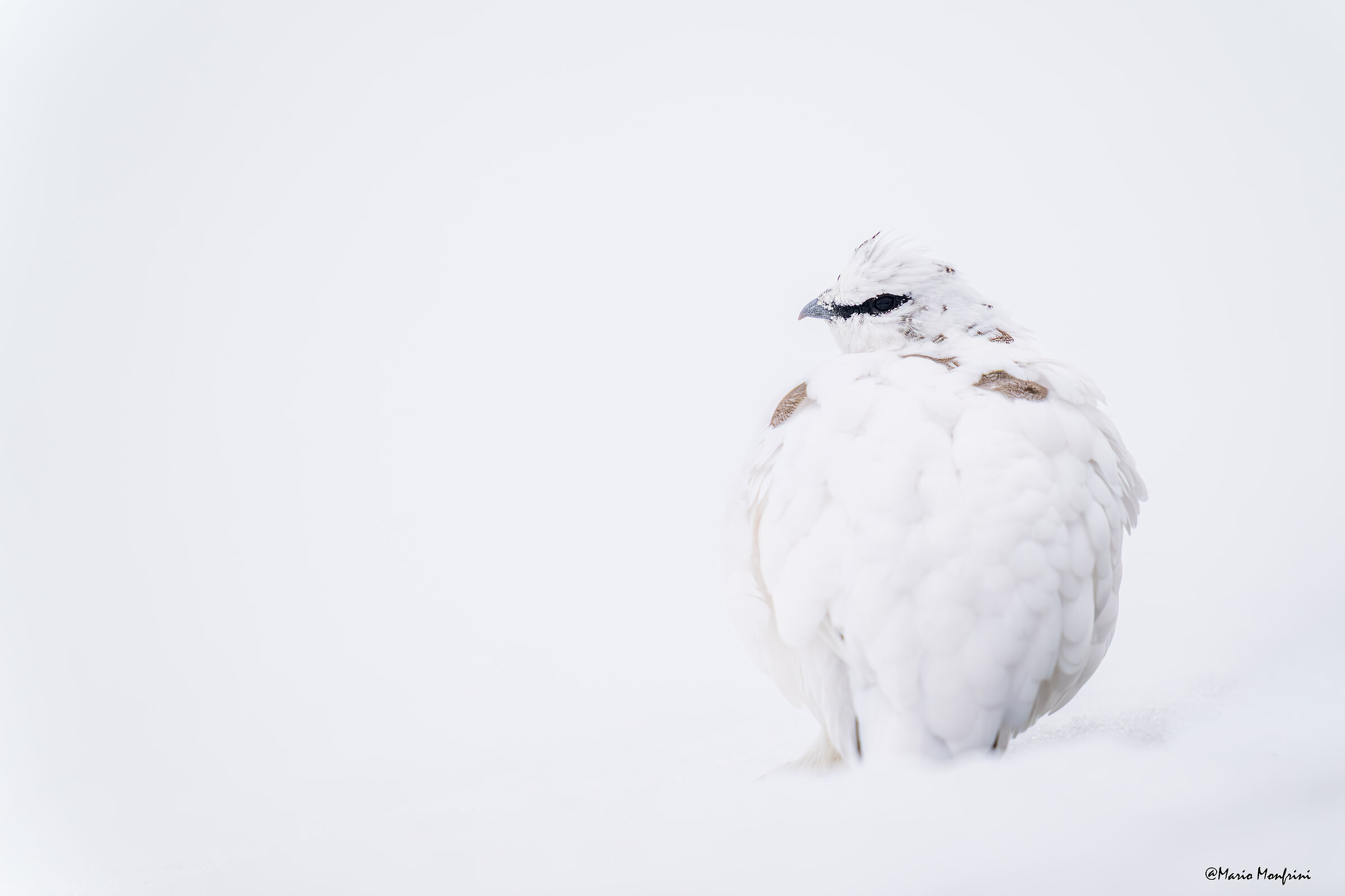 Into the white
