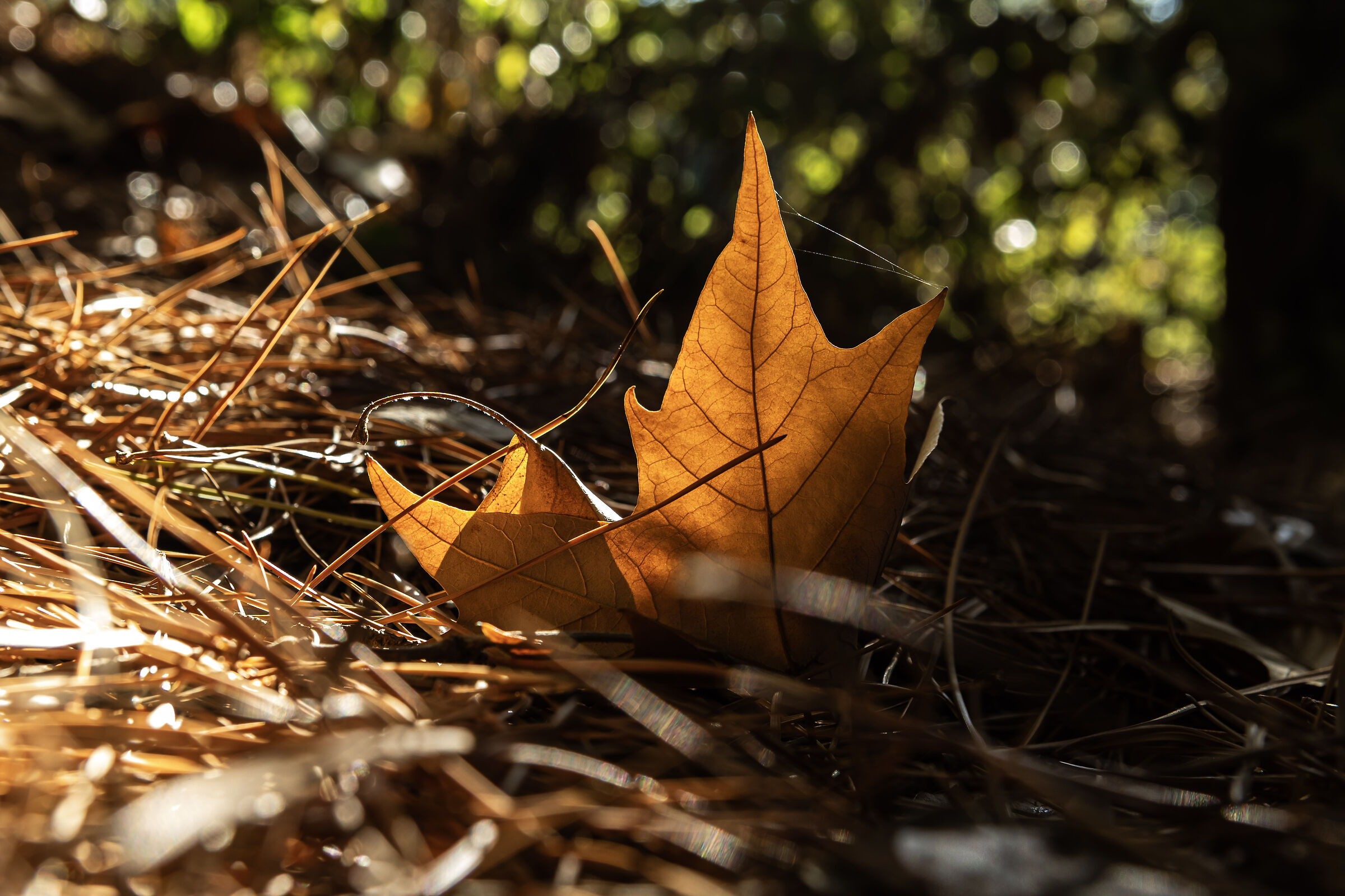 A beautiful leaf.