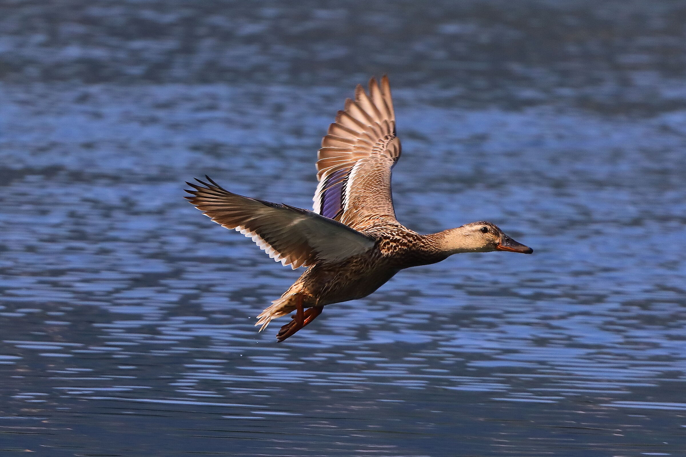 Germano R F 16 luglio 2025 - 0017