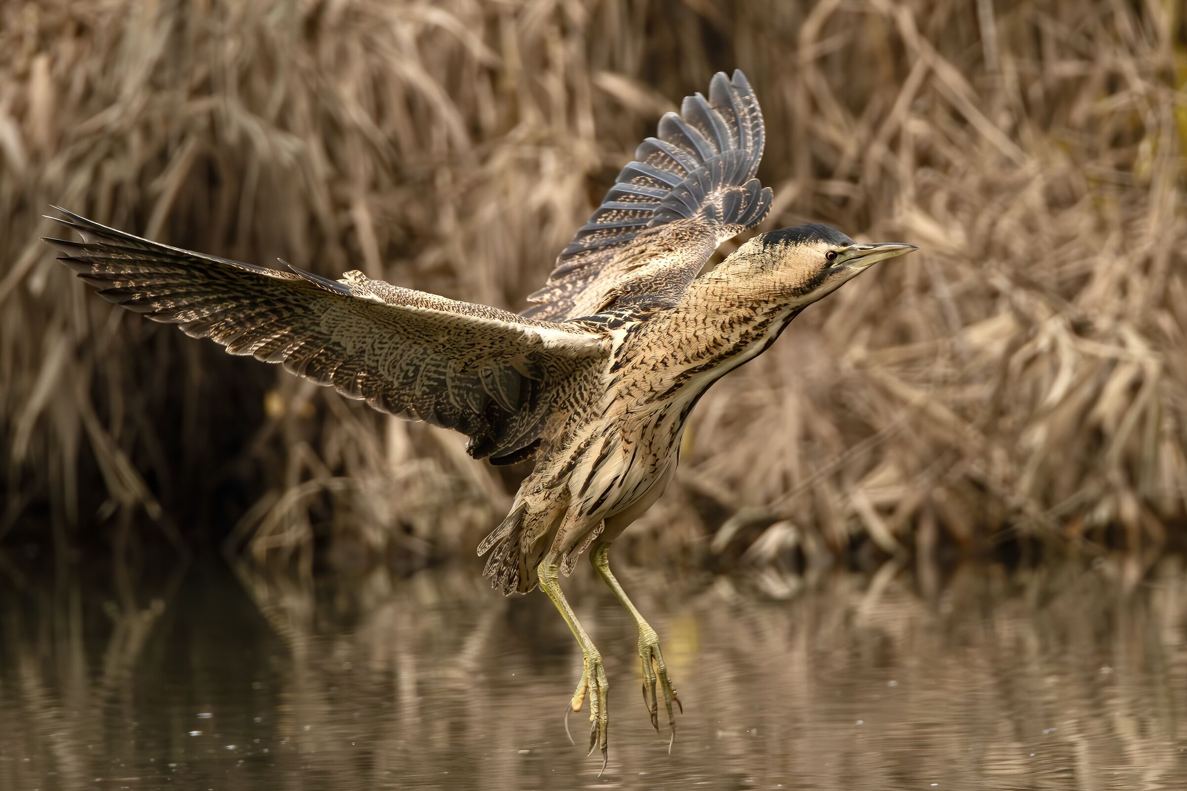 The Flight of the Bittern