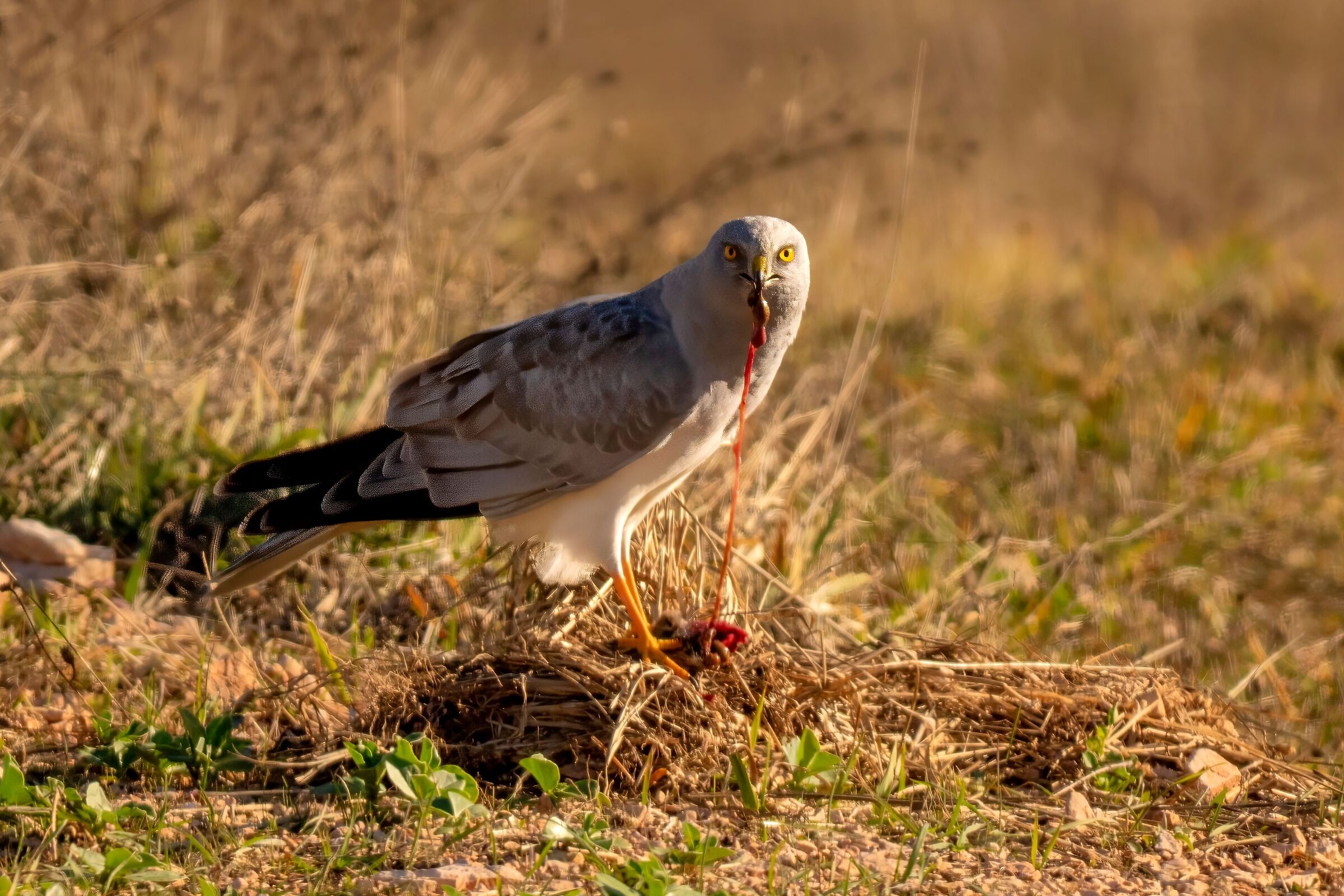 His mouth lifted from the proud meal....... Hen harrier