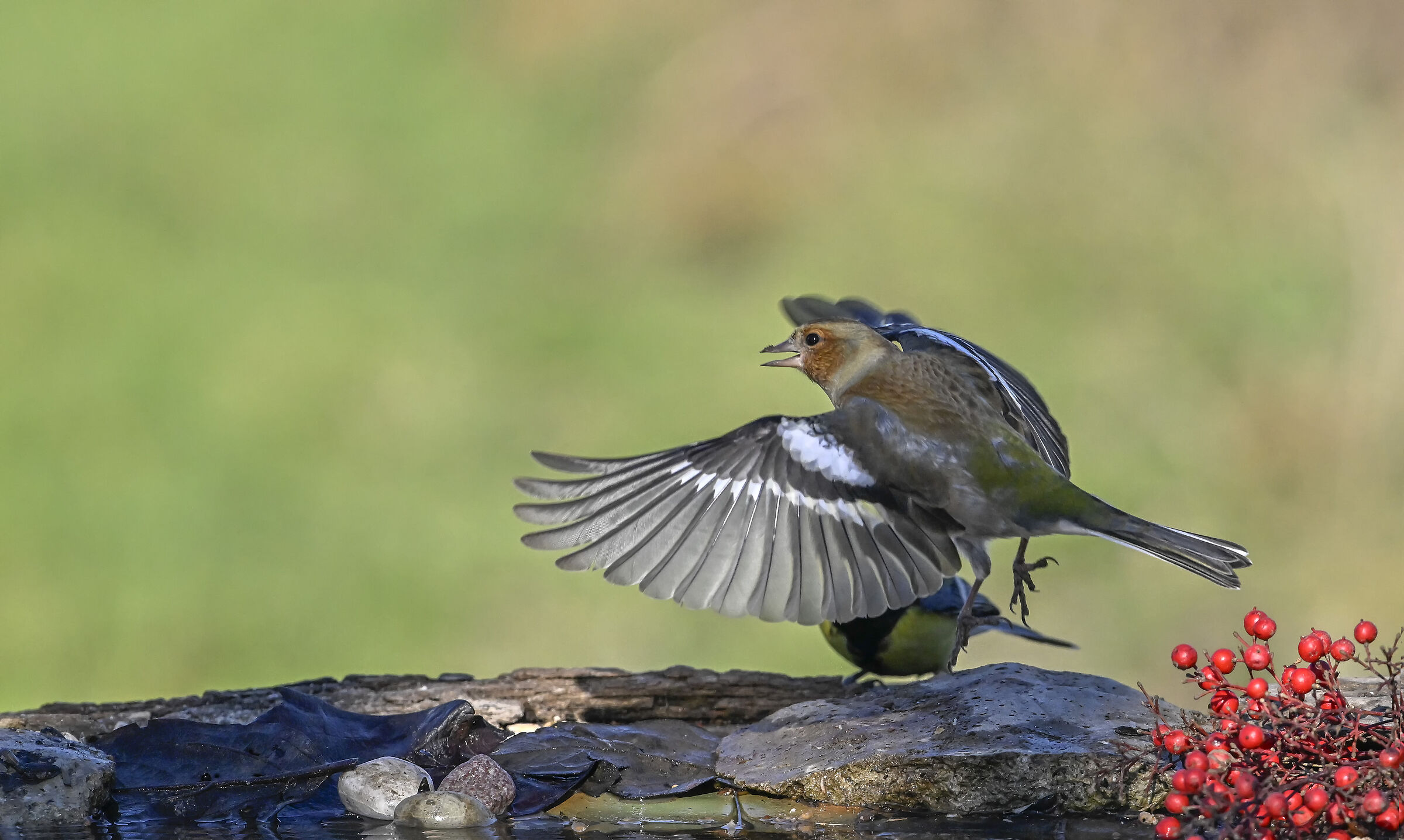 Chaffinch