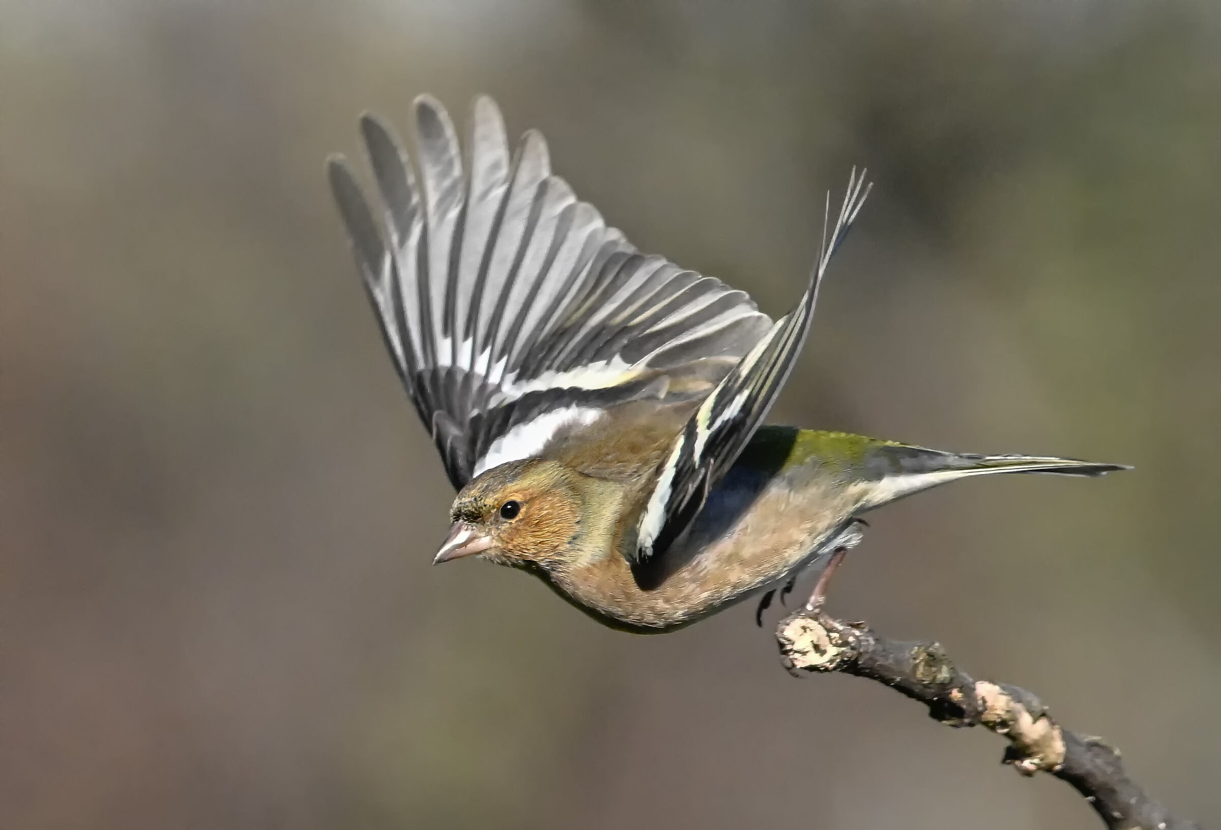 Chaffinch