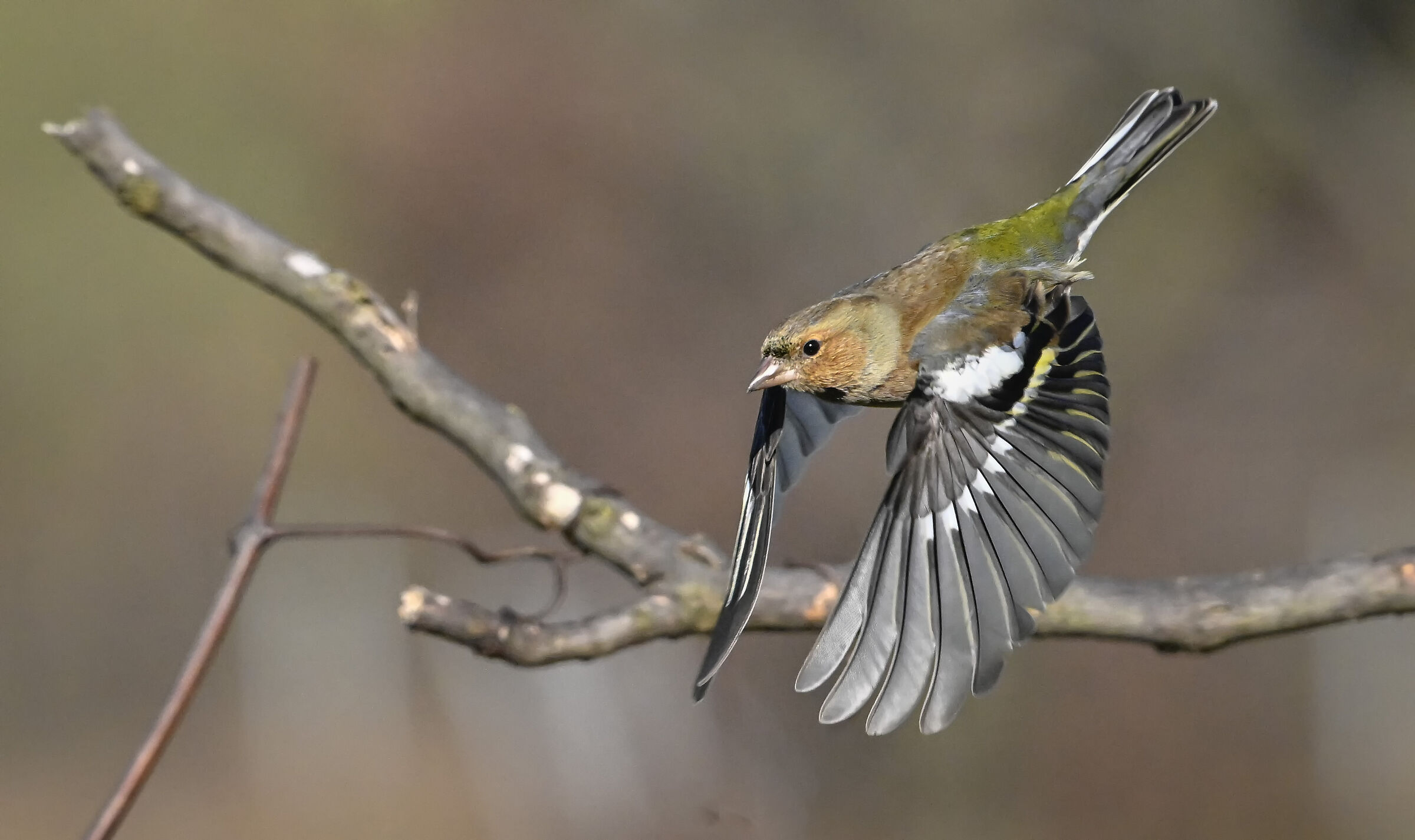 Chaffinch