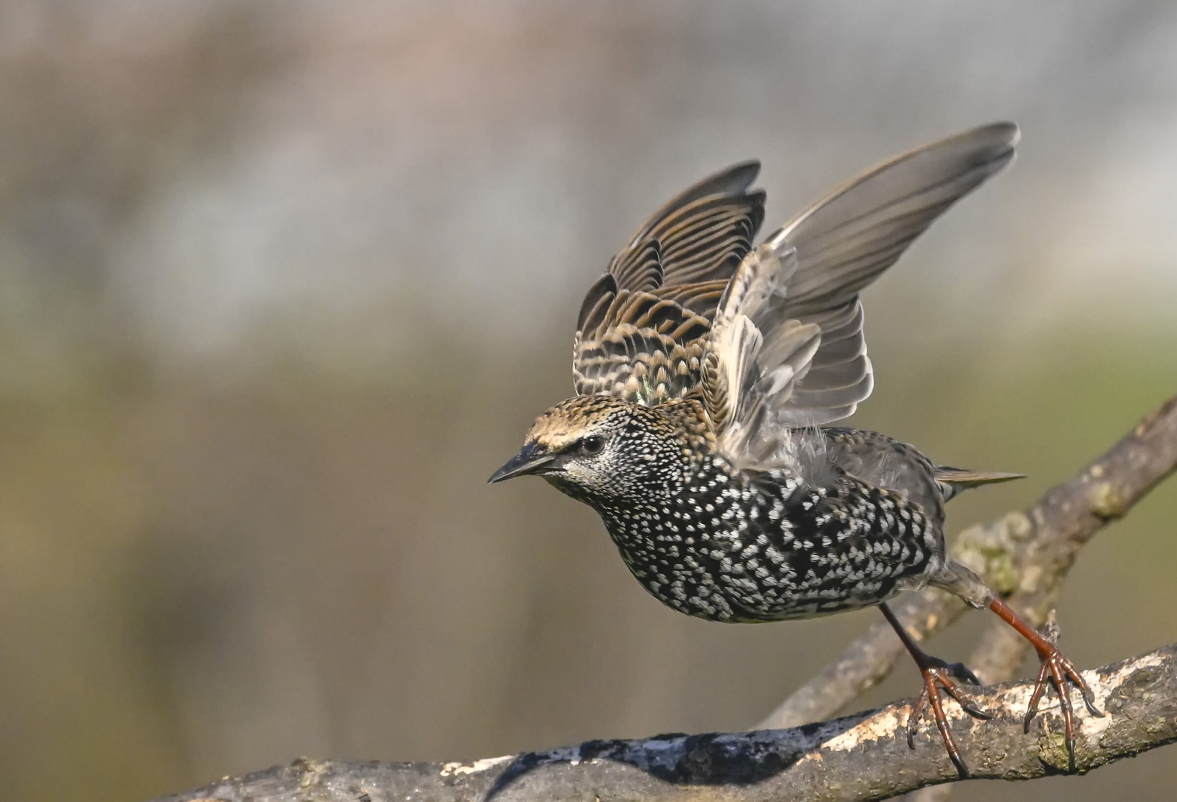 Starling