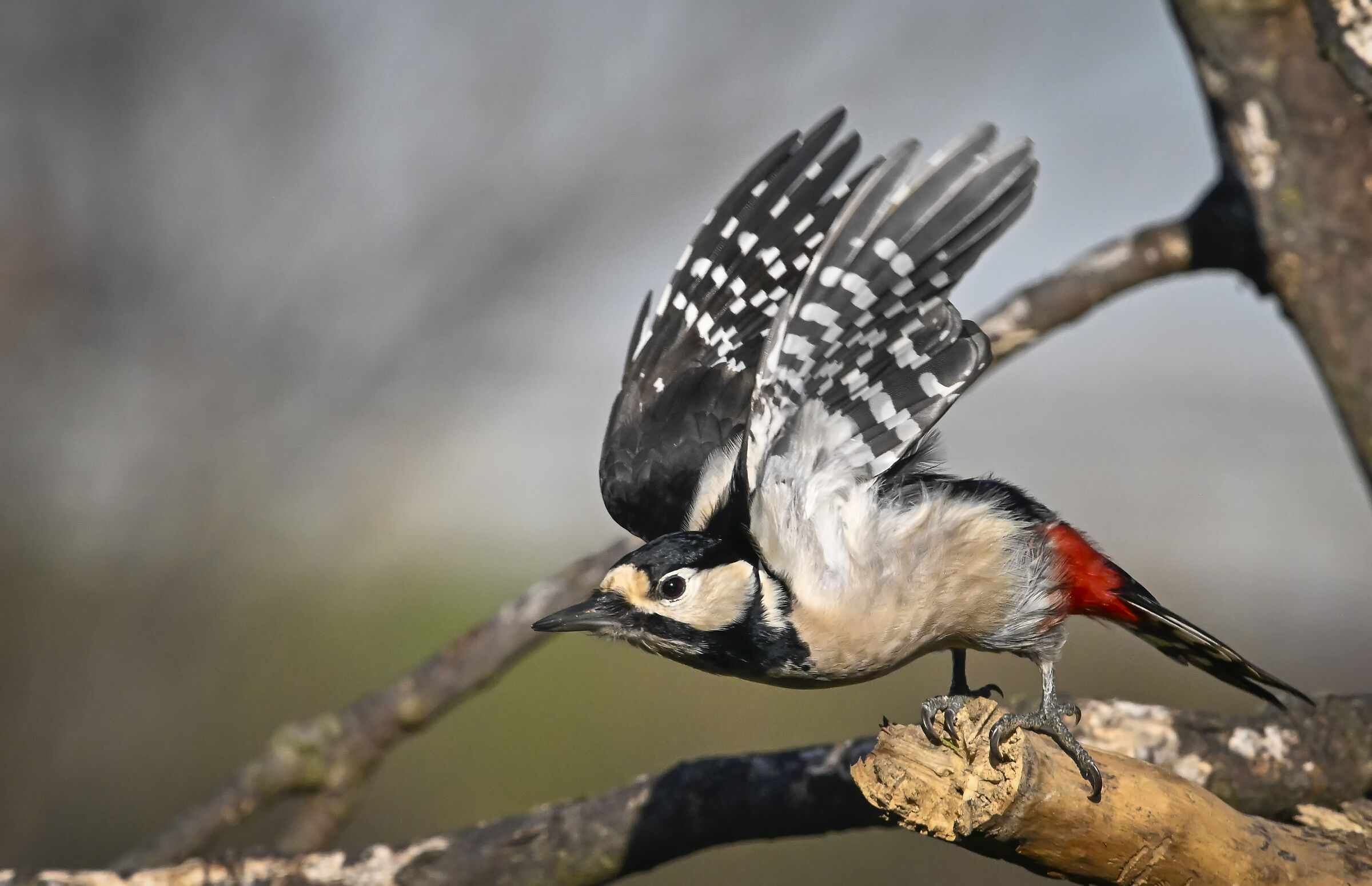 Spotted woodpecker #capannocora