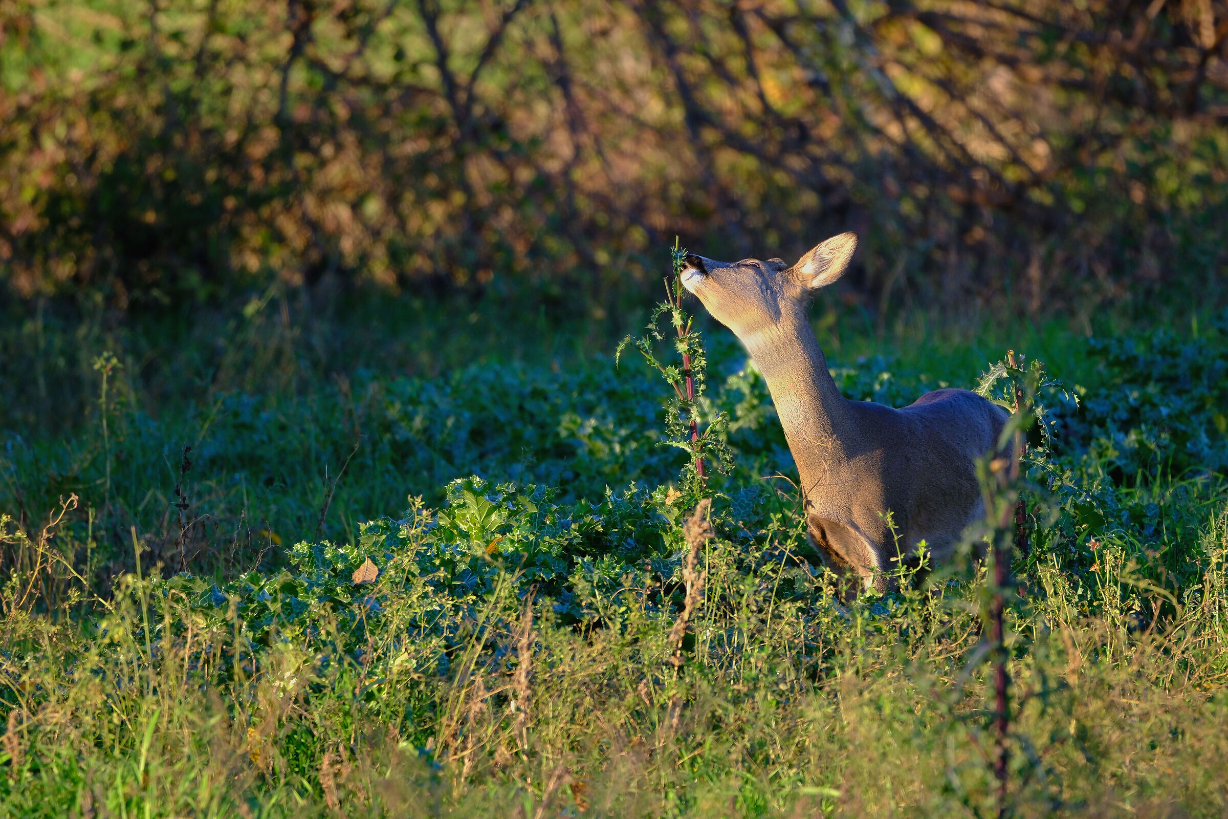 Caprioli a Collecchio 1
