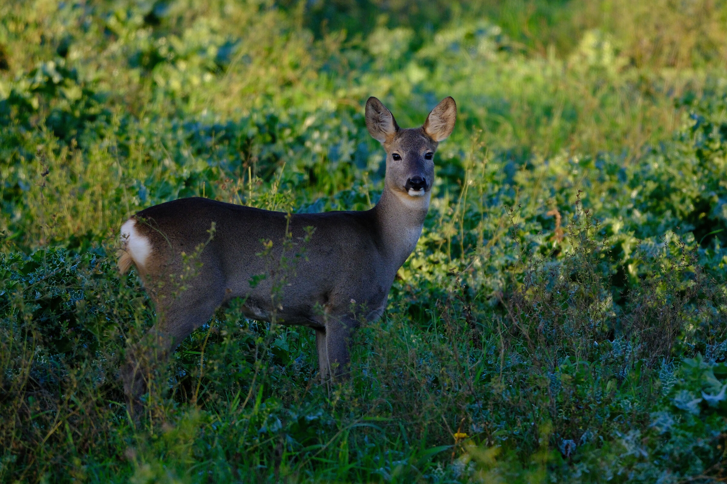 Caprioli a Collecchio 2