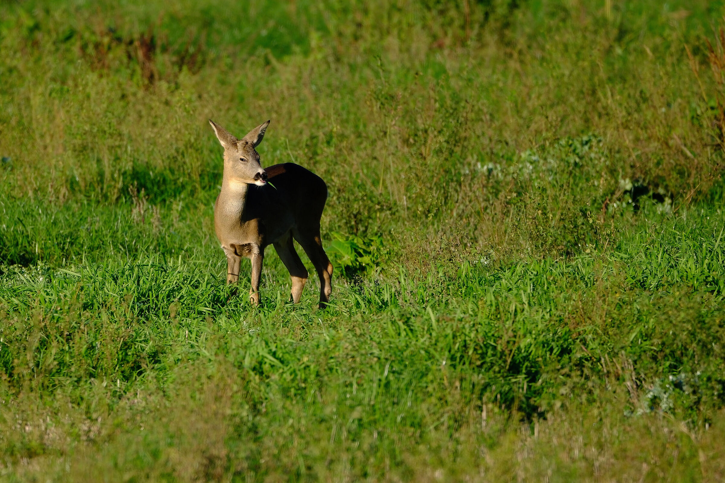 Caprioli a Collecchio 3