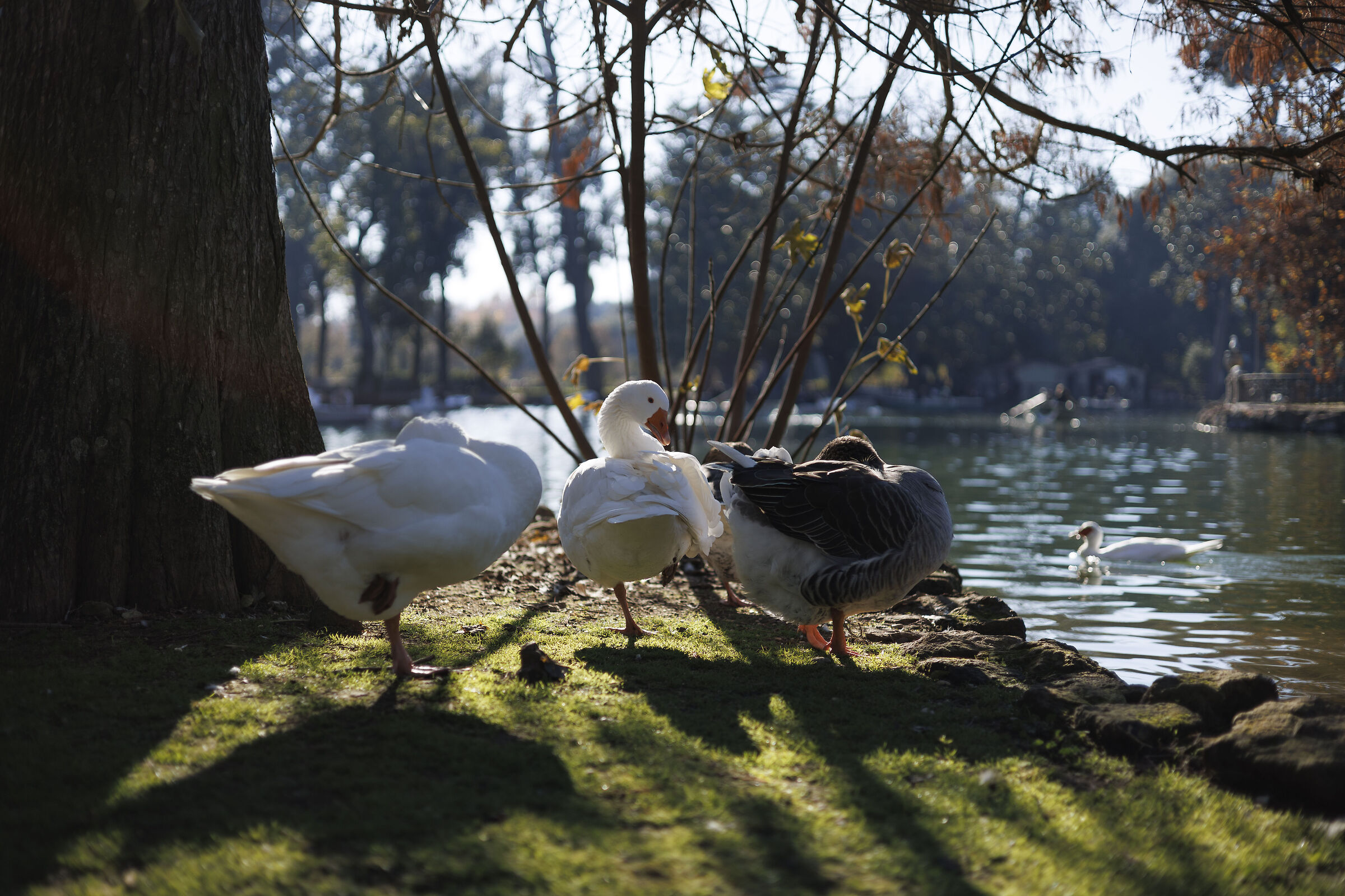 "Why don't you raise your paw?"