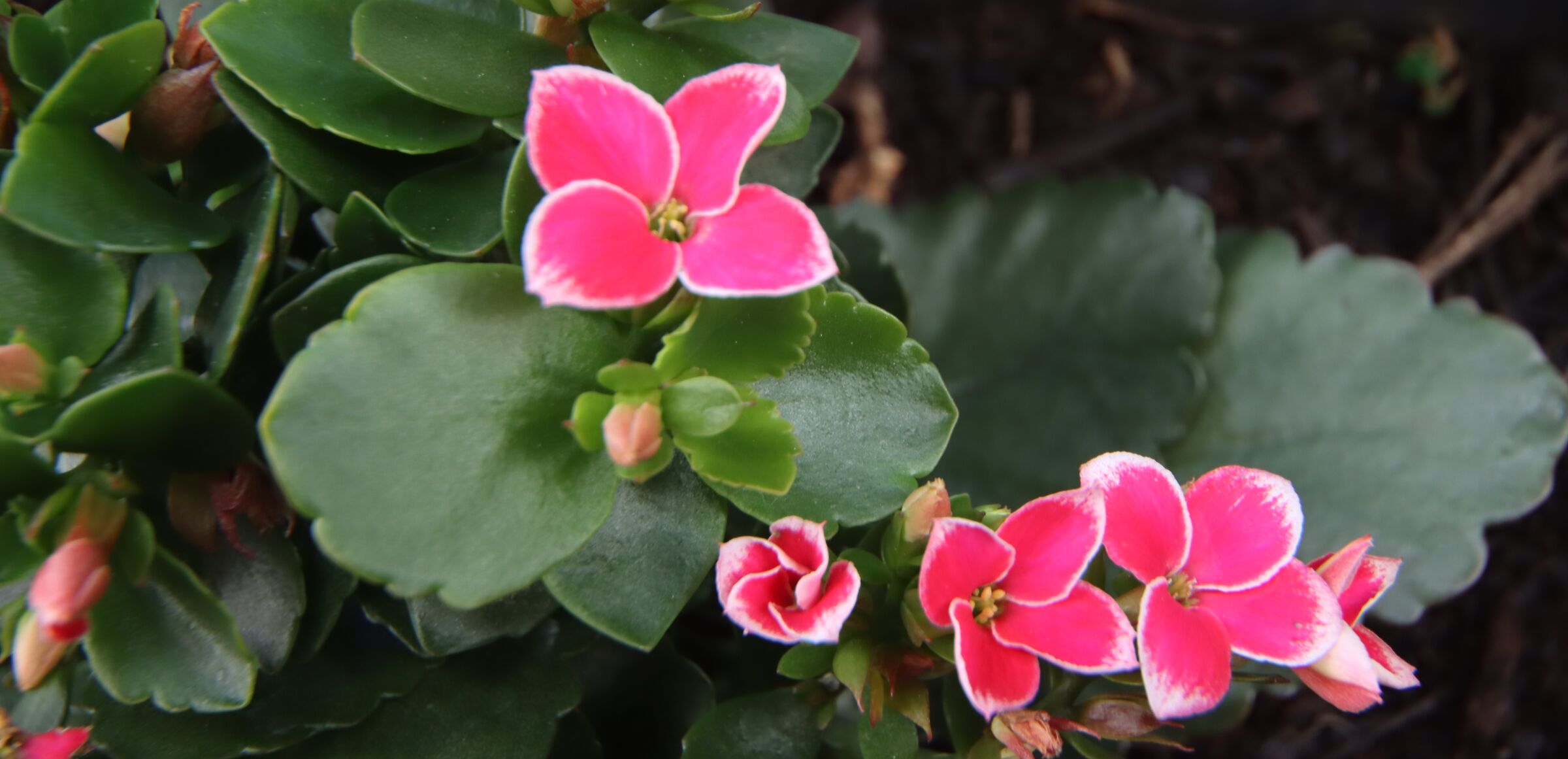 Kalanchoe