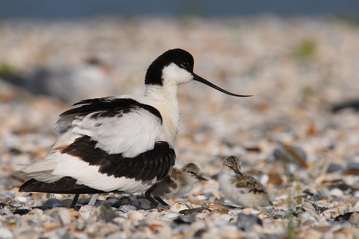 Avocet with chicks.