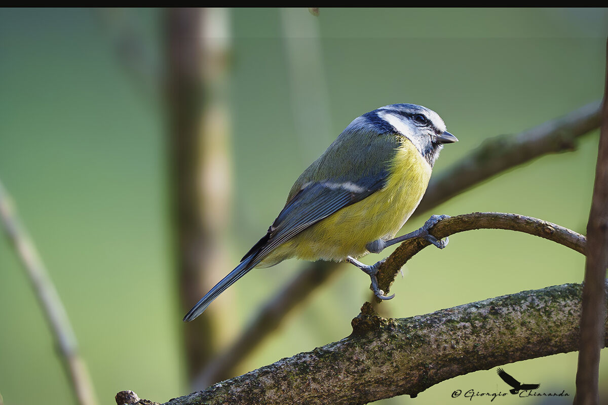Blue (Cyanistes caeruleus)