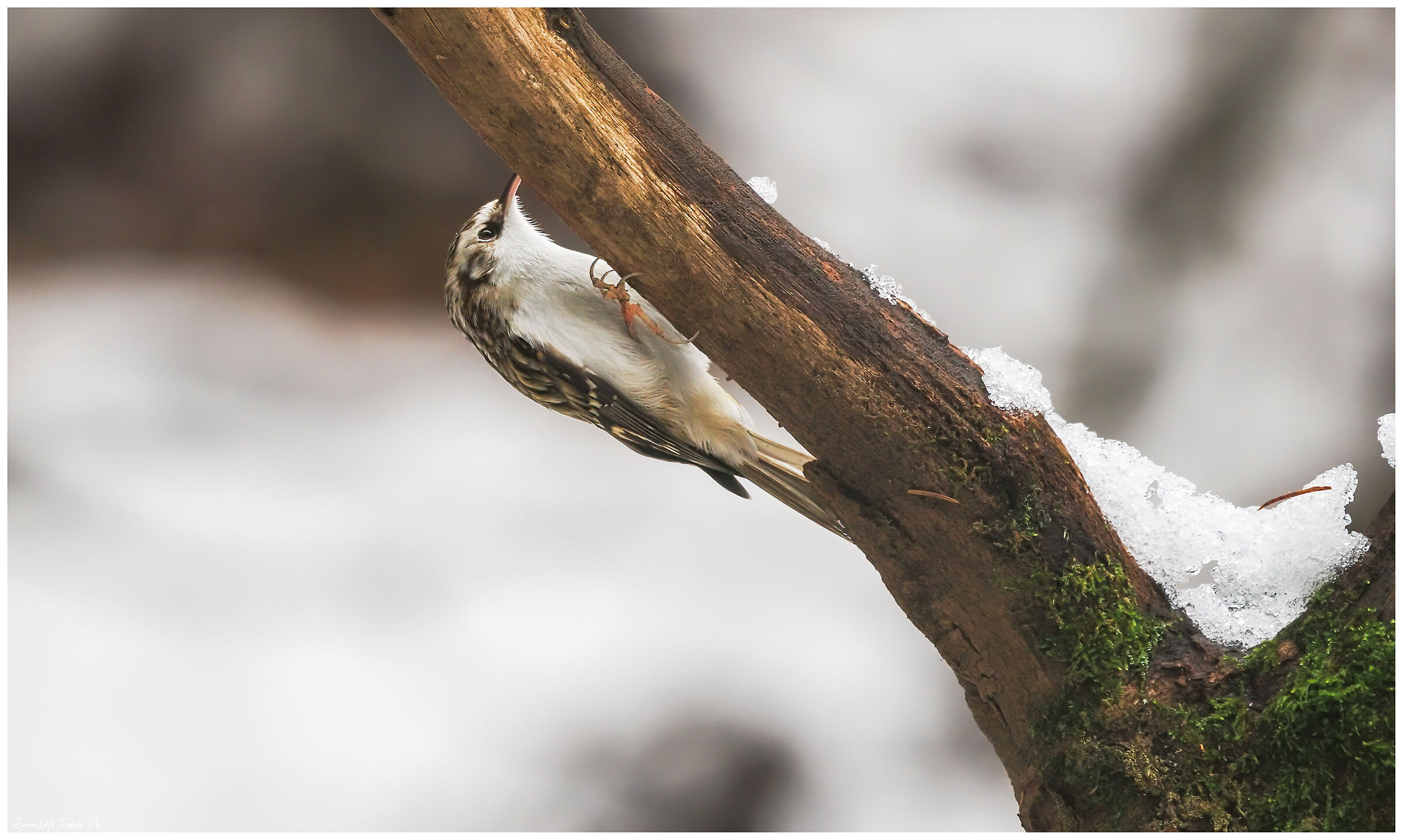 Common Treecreeper