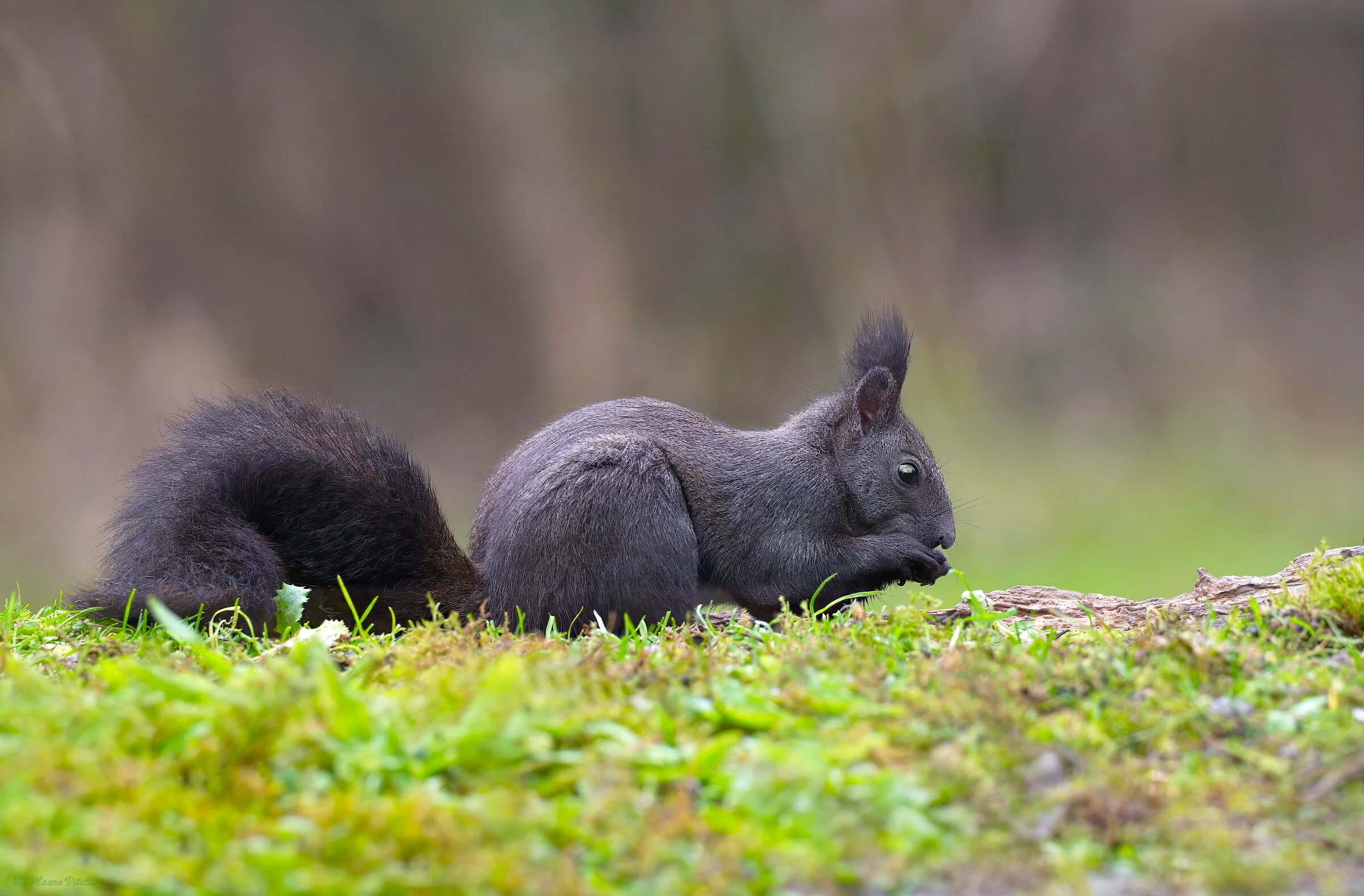 Common squirrel (Sciurus vulgaris)